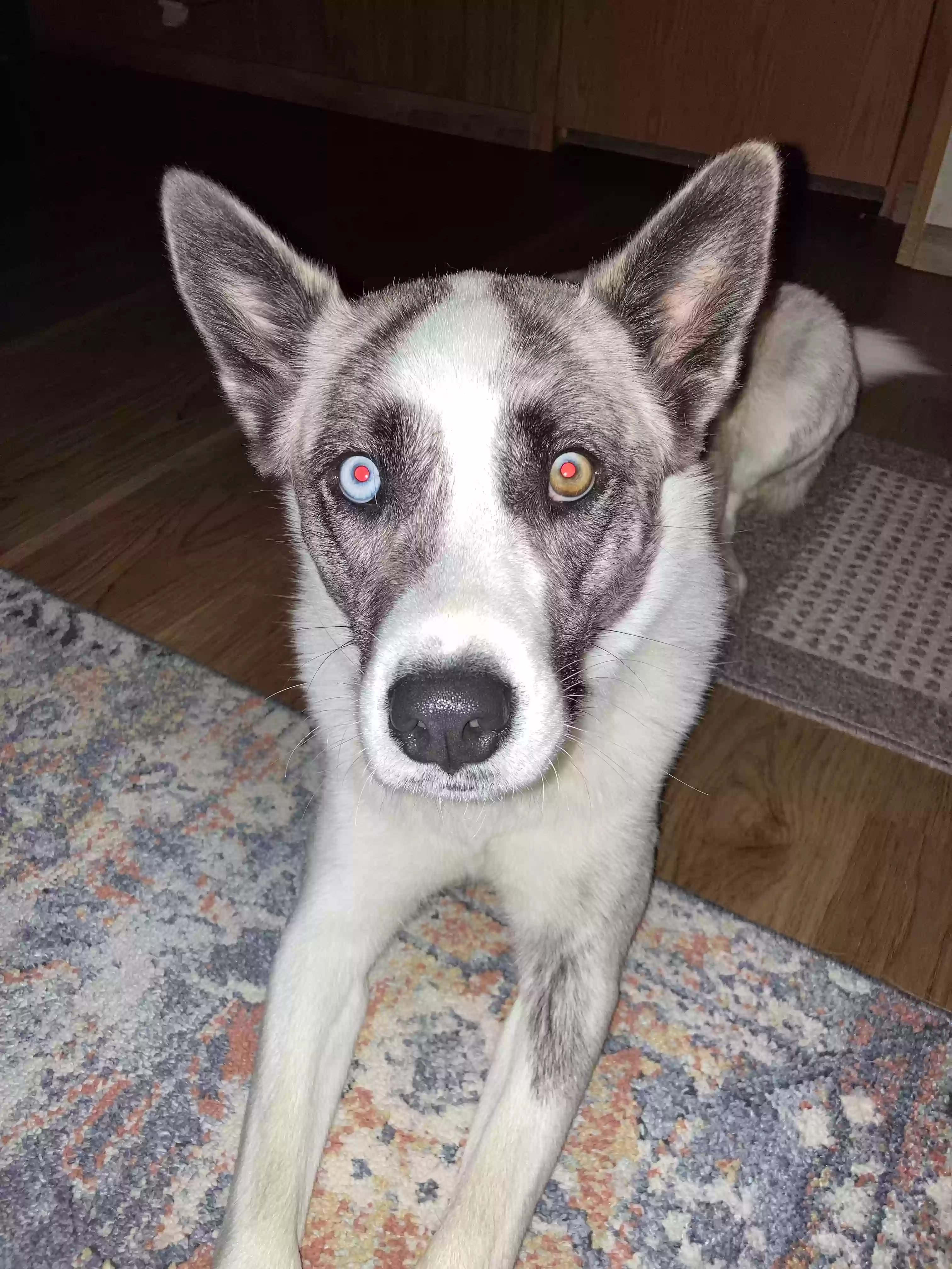 adoptable Dog in North Vernon,IN named Chevelle