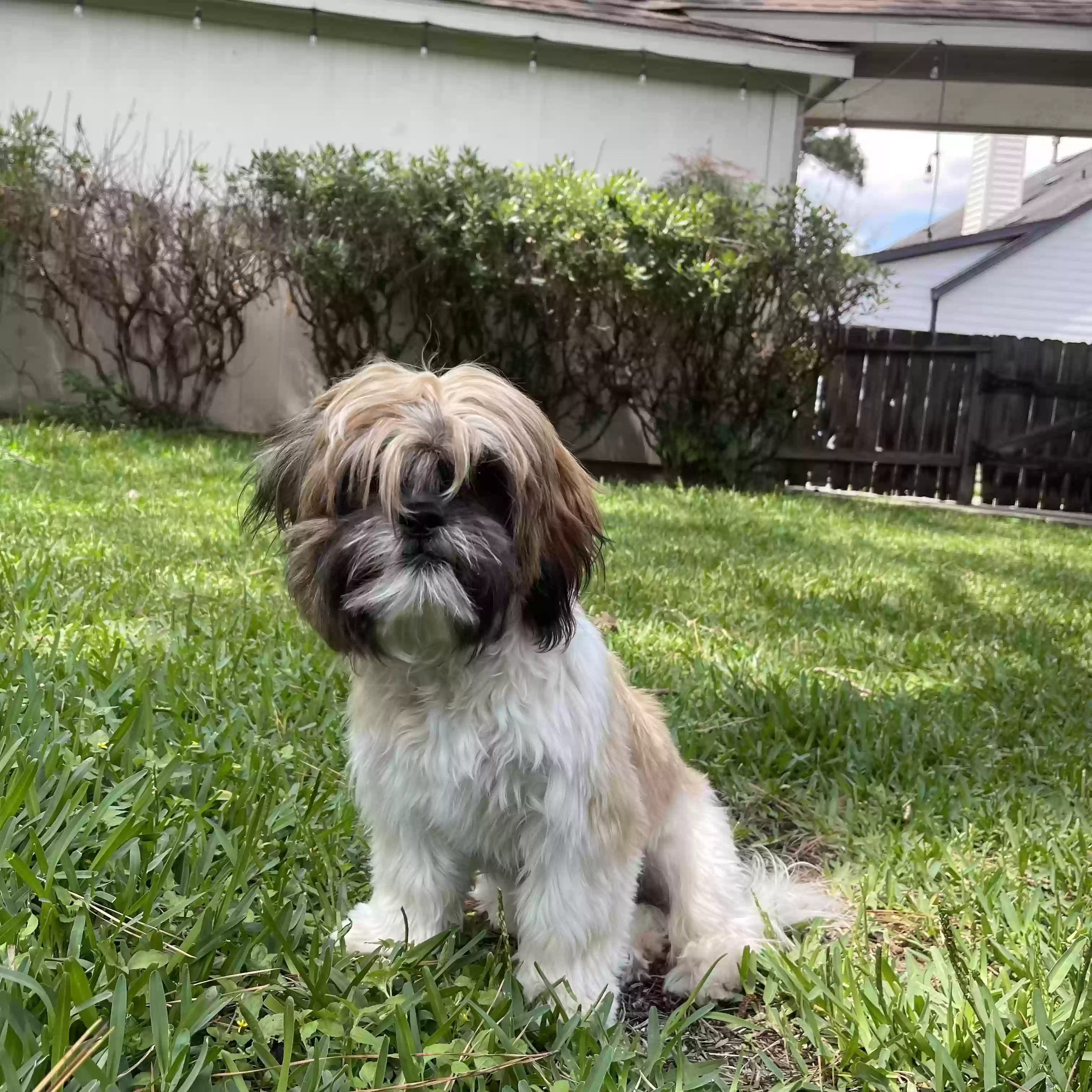 adoptable Dog in Spring,TX named Gunter