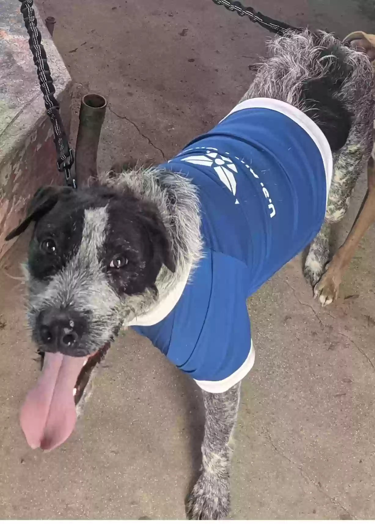 adoptable Dog in Bryans Road,MD named Bandit