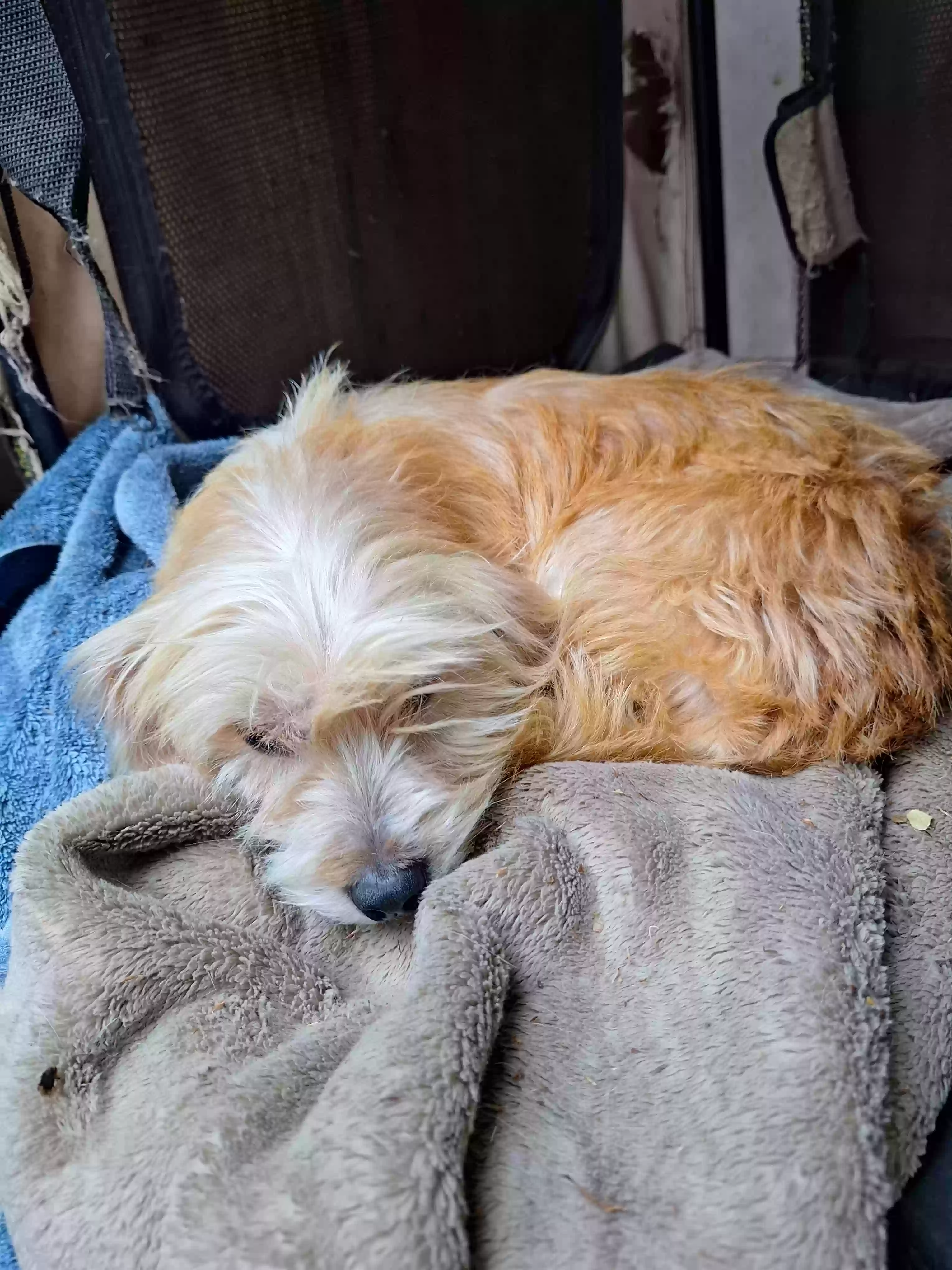 adoptable Dog in Vista,CA named Lola
