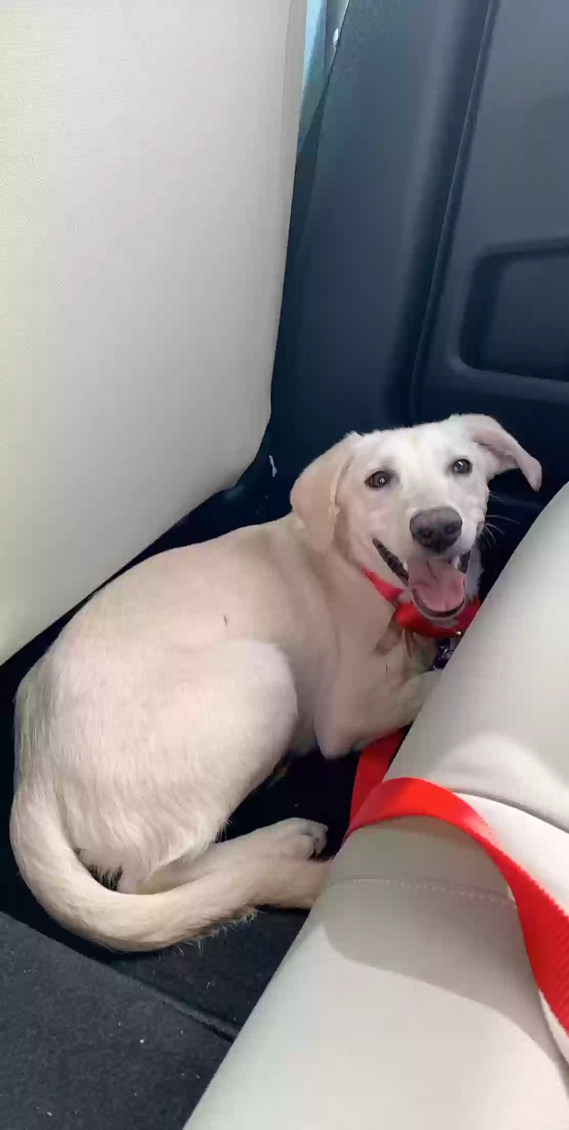 adoptable Dog in Middletown,RI named Zeke