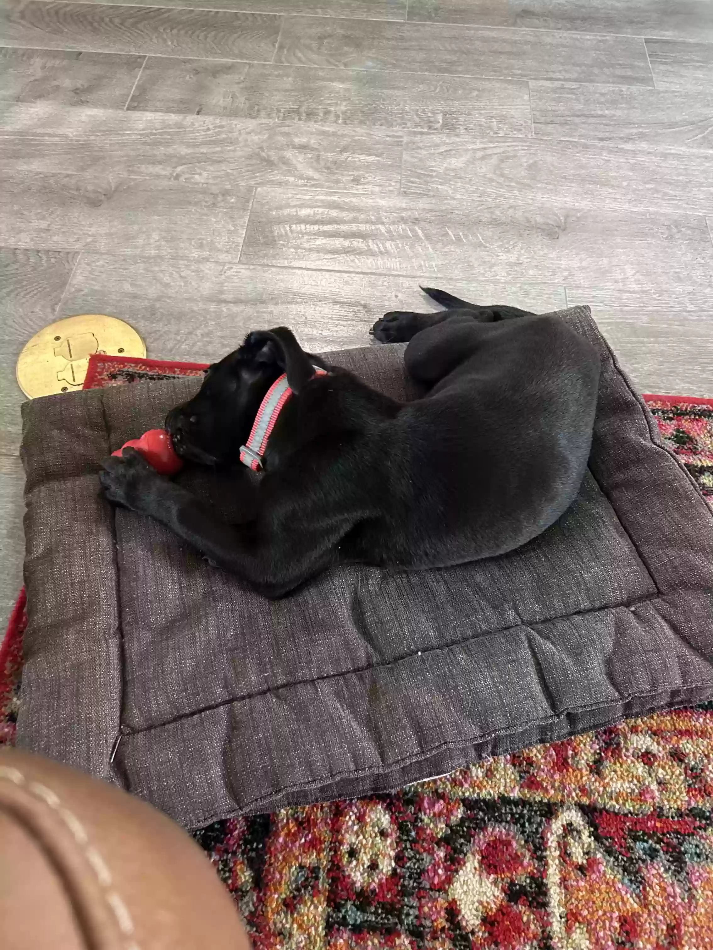 adoptable Dog in Bertram,TX named Gus