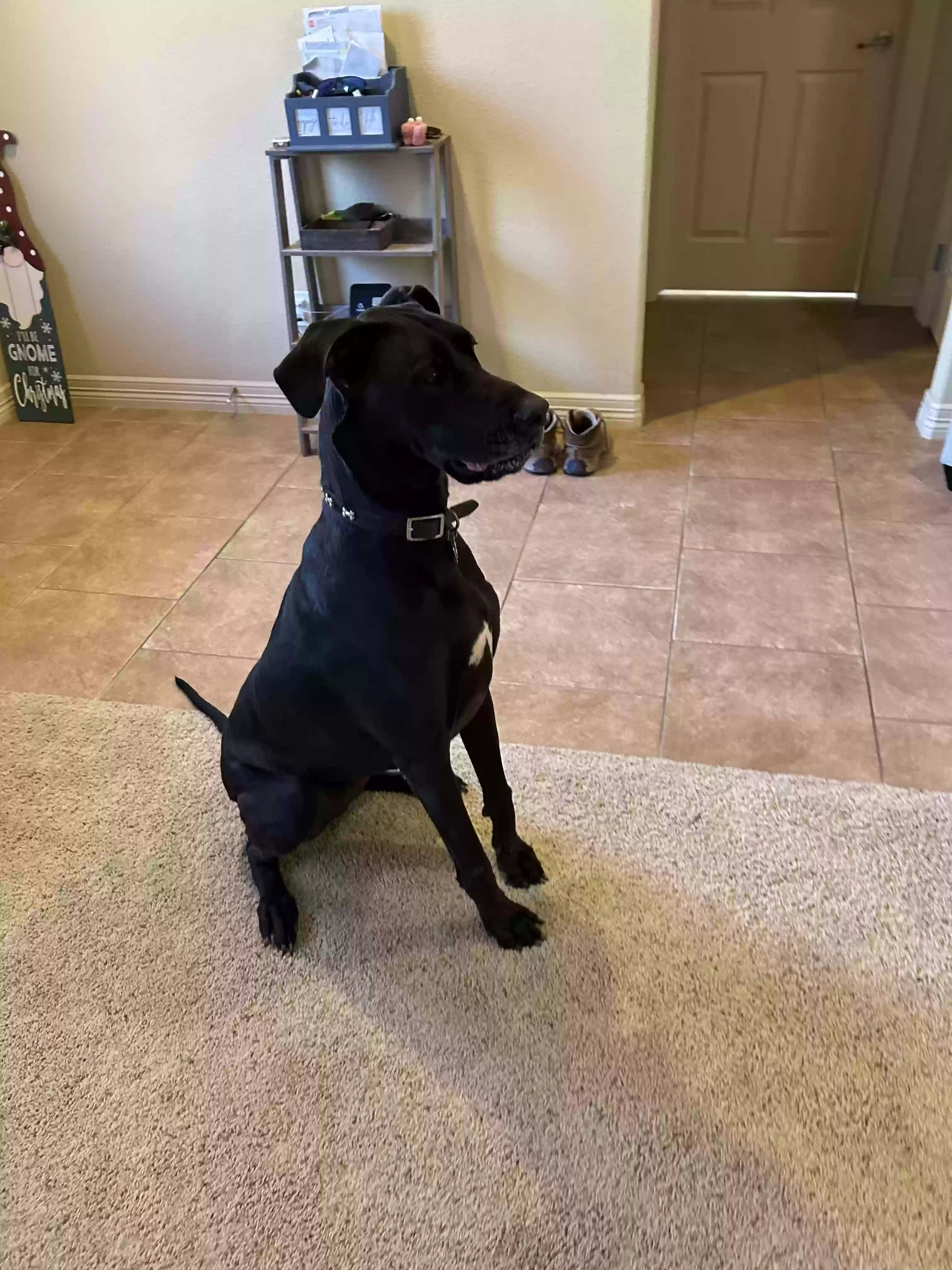 adoptable Dog in Lake Jackson,TX named Iris