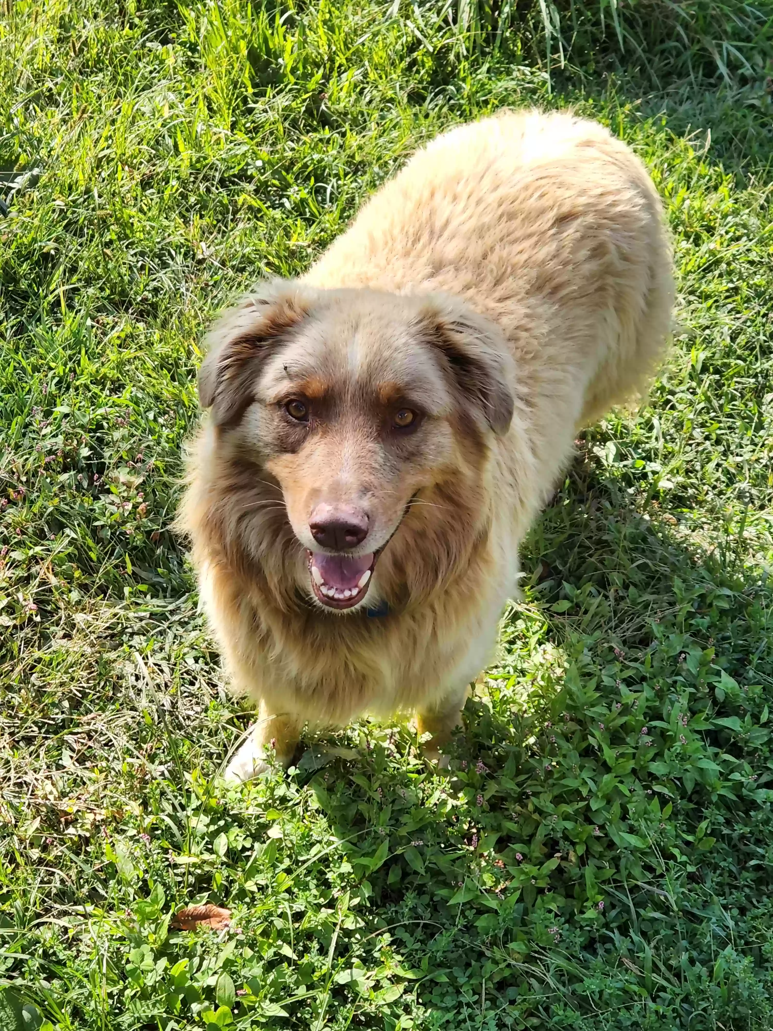 adoptable Dog in Tarentum,PA named Bingo
