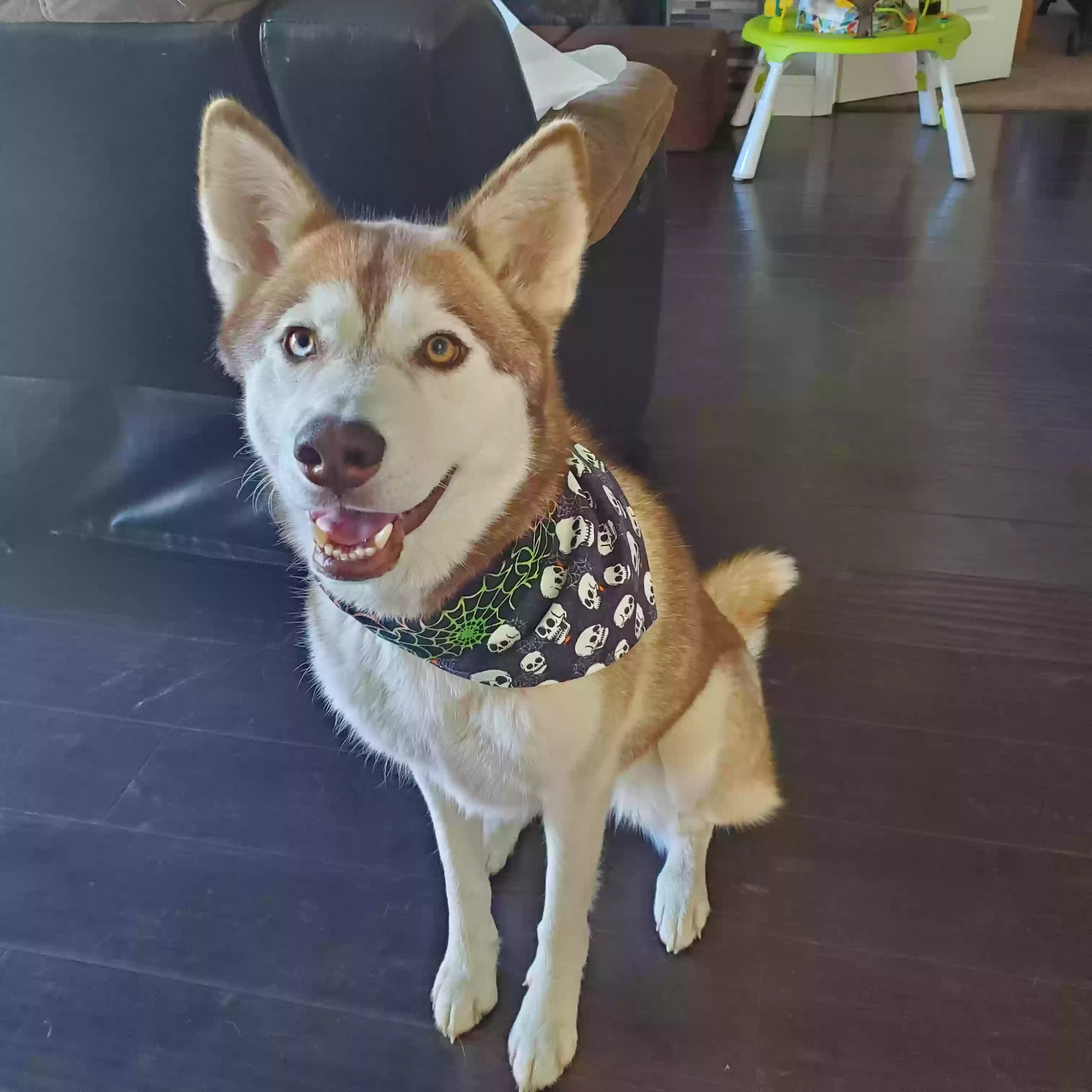 adoptable Dog in Modesto,CA named Kiara