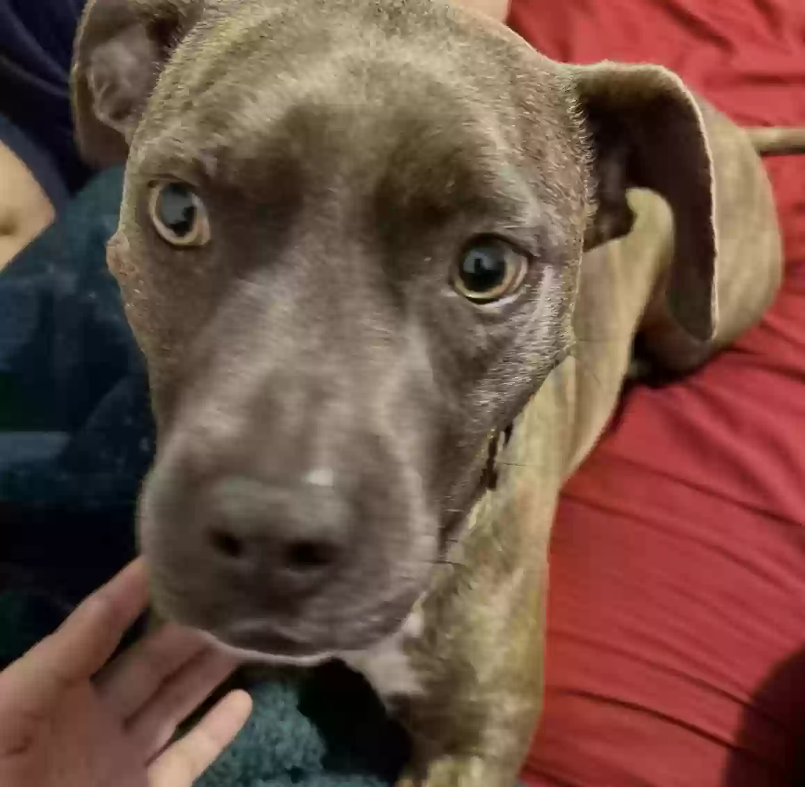 adoptable Dog in Crowley,LA named Kali