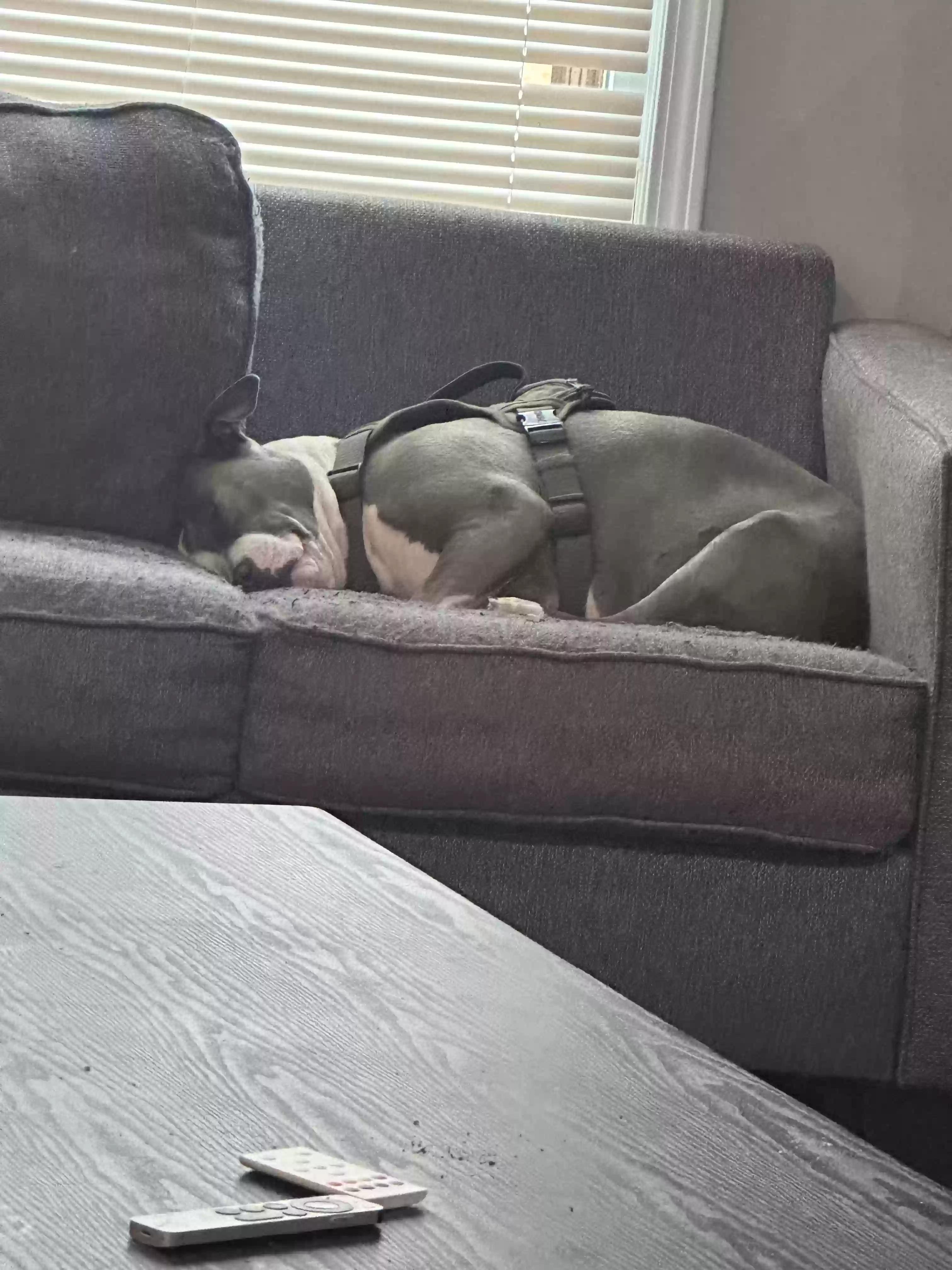 adoptable Dog in Atlanta,GA named Zora