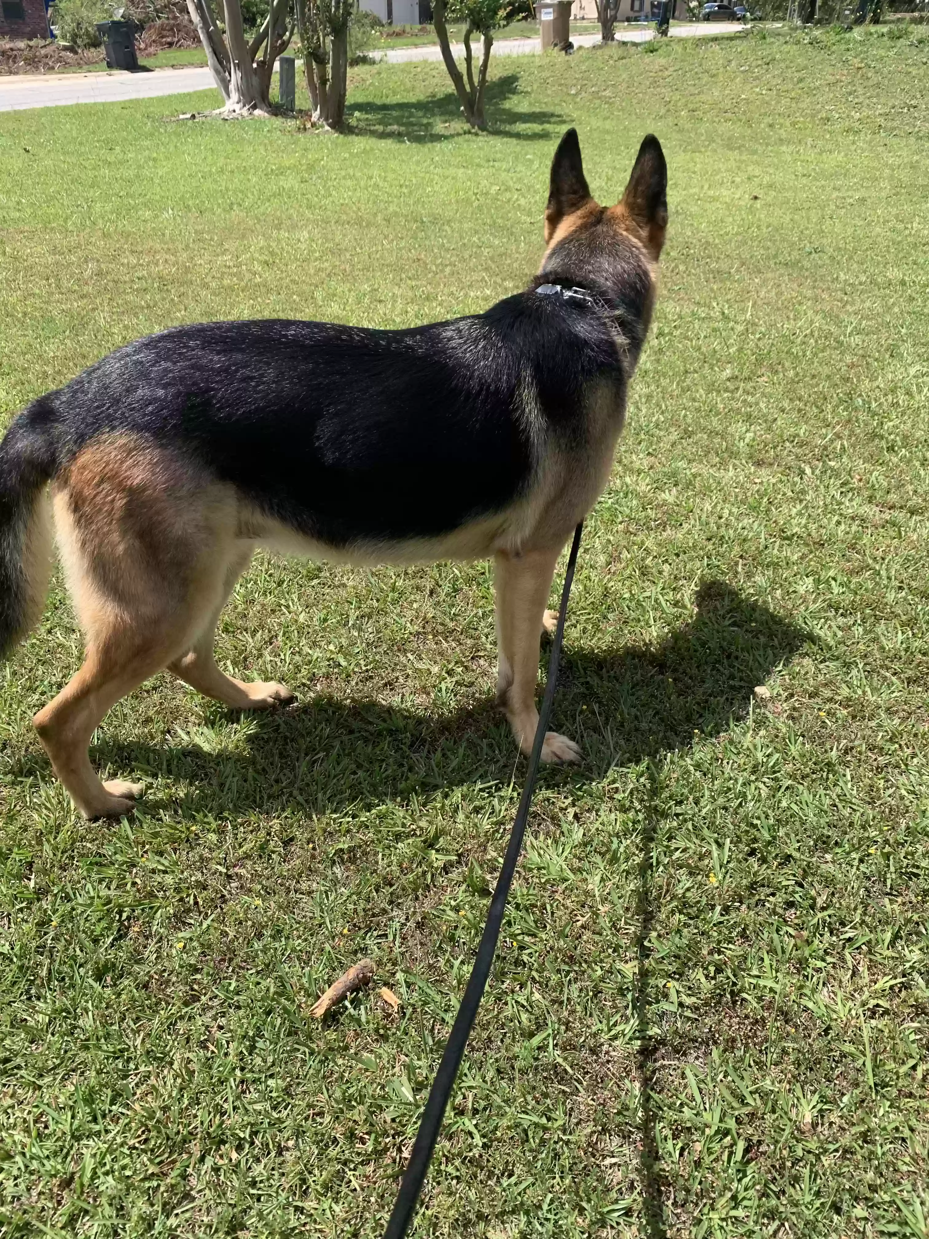 adoptable Dog in Conyers,GA named Raina