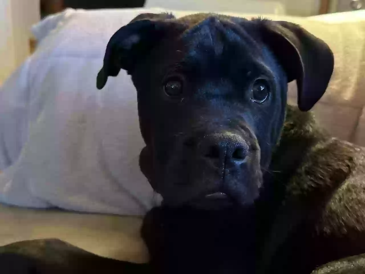 adoptable Dog in Veguita,NM named Onyx