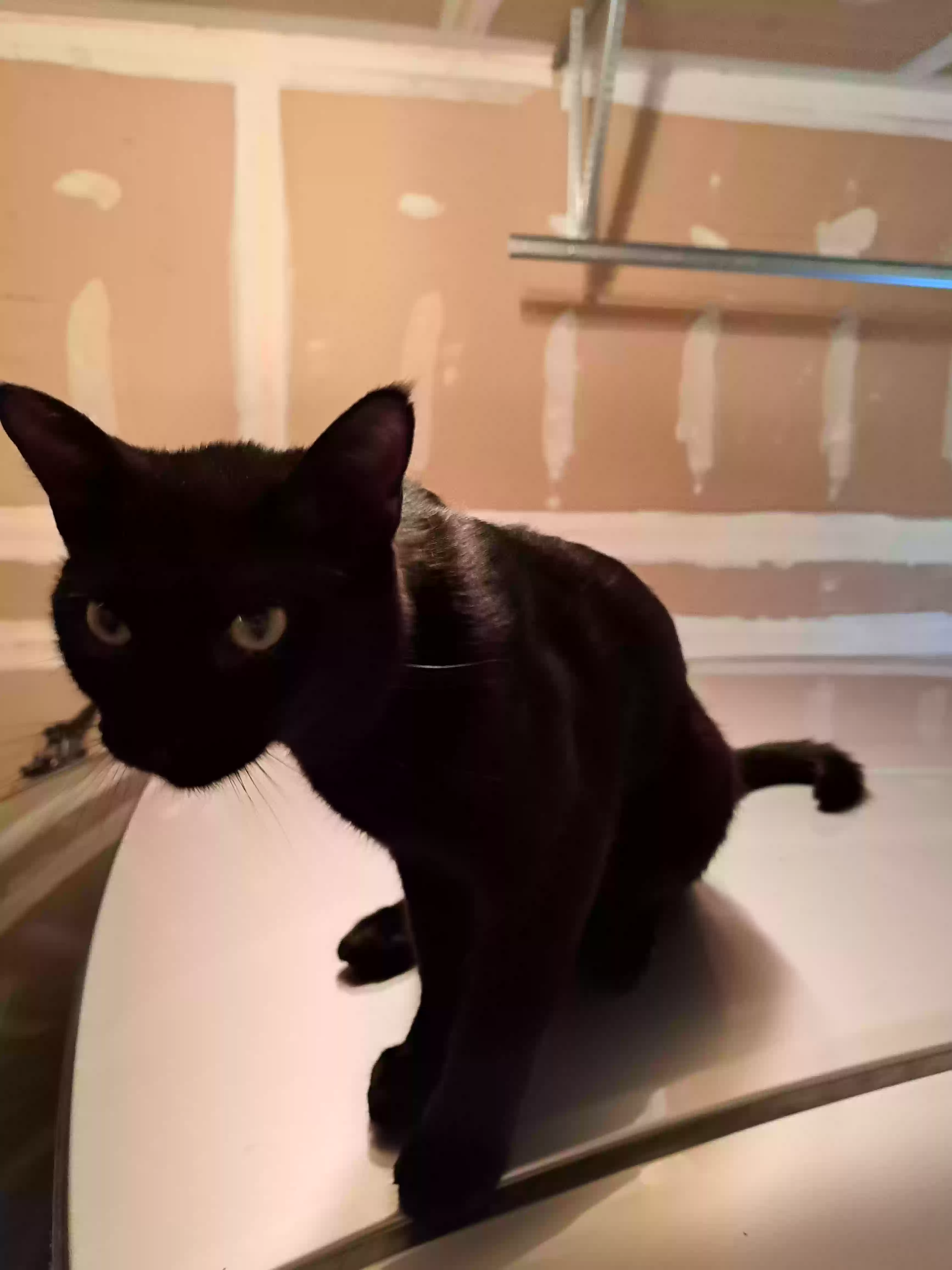 adoptable Cat in Collinsville,IL named Frankenstein