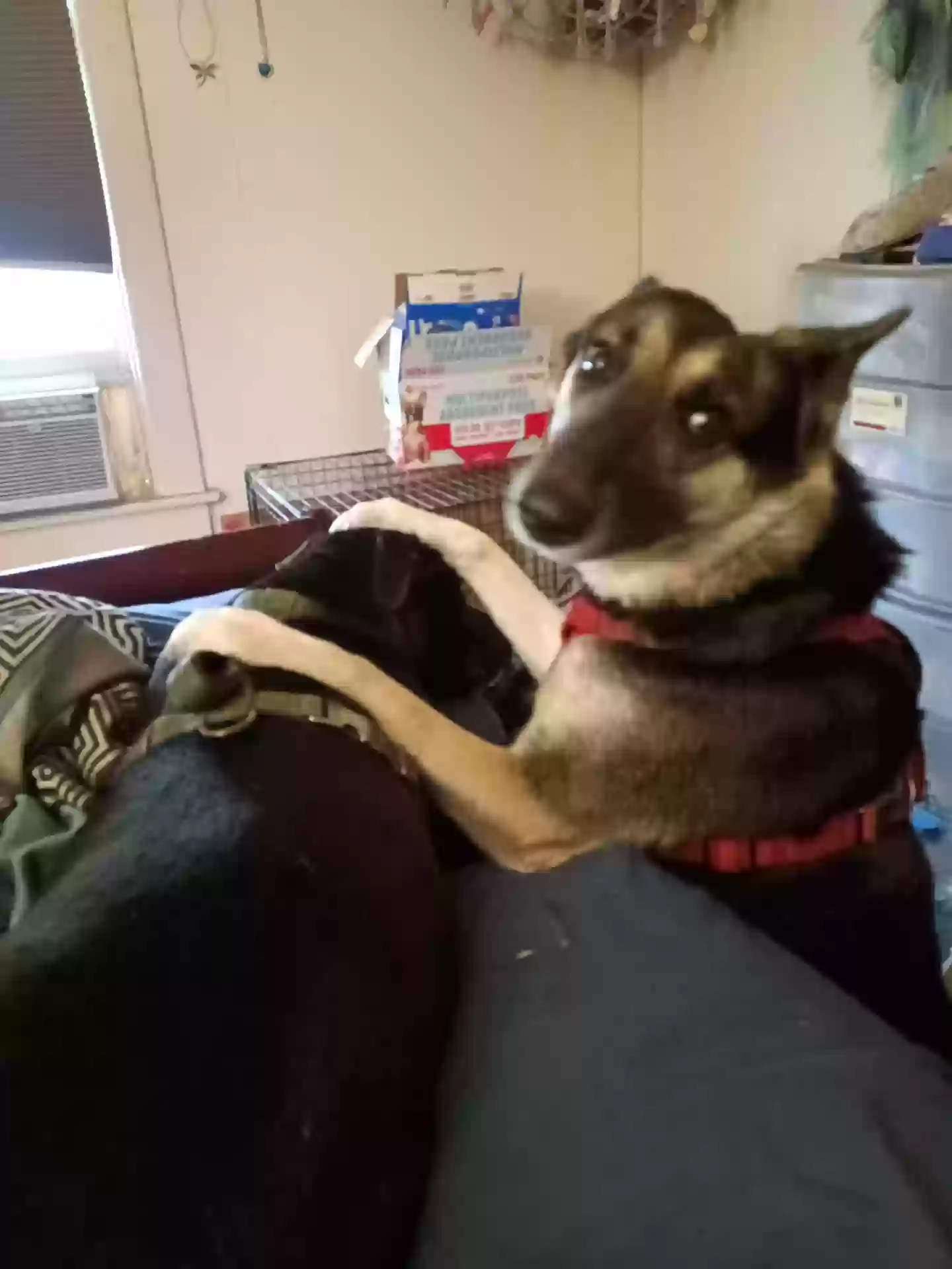 adoptable Dog in Peoria,IL named Athena
