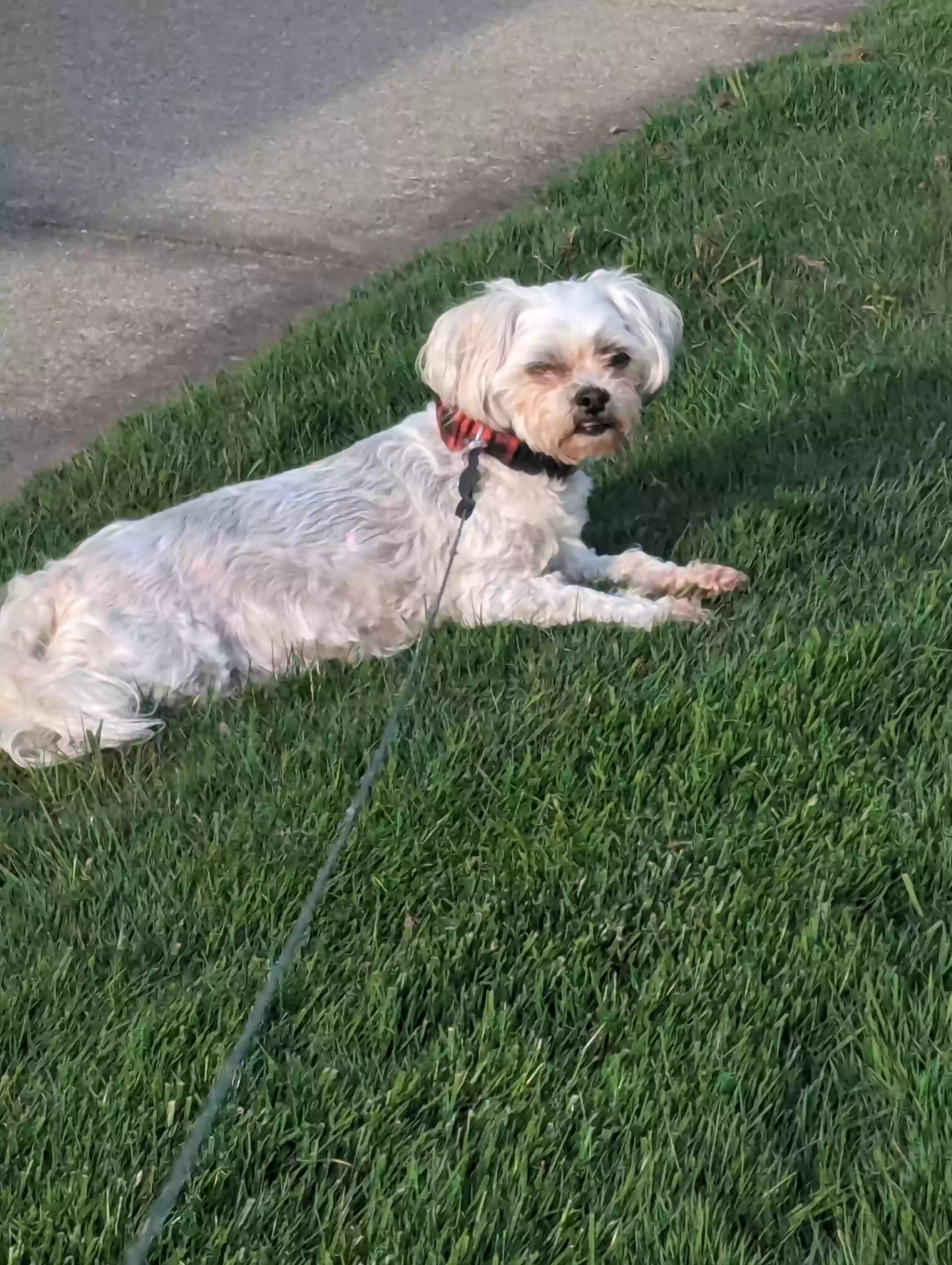 adoptable Dog in Mount Clemens,MI named Kensley (Queenie)