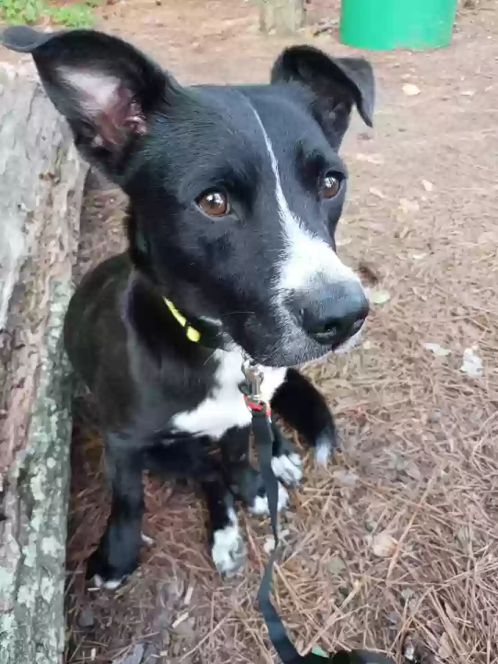 adoptable Dog in Lilburn,GA named Arnie