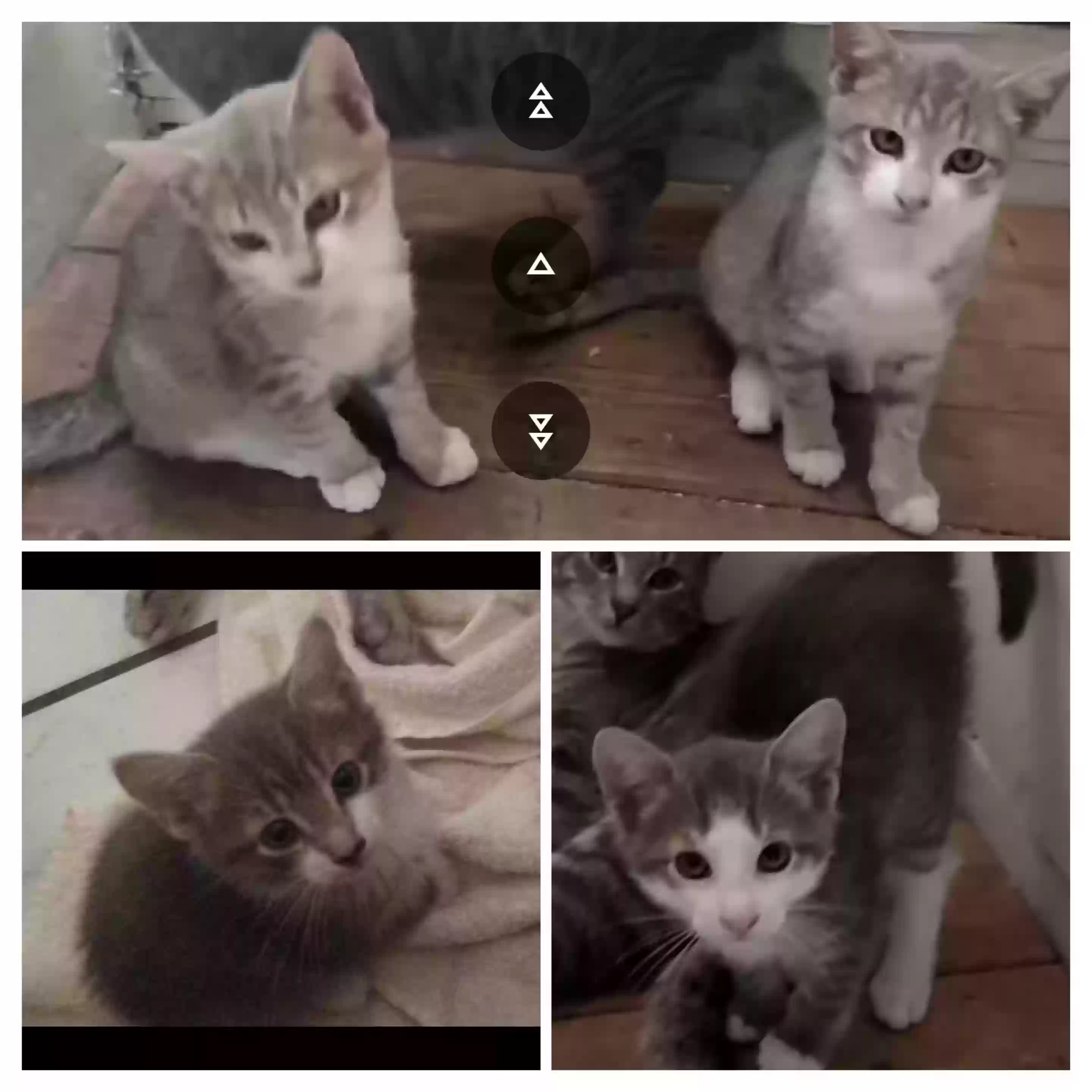adoptable Cat in Lancaster,PA named Fran (girl), Simone (boy), Meela (girl), Meelo (boy)