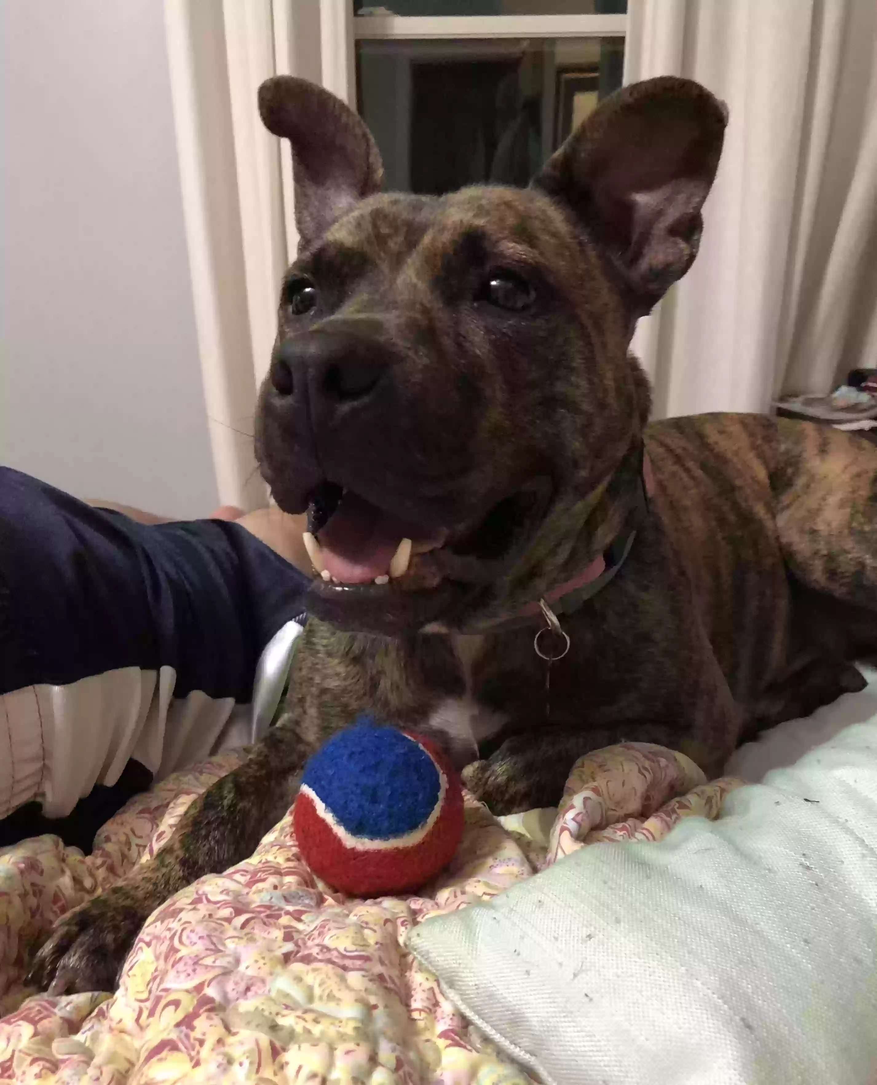 Pitbull Puppies Georgia - l5sxsiq