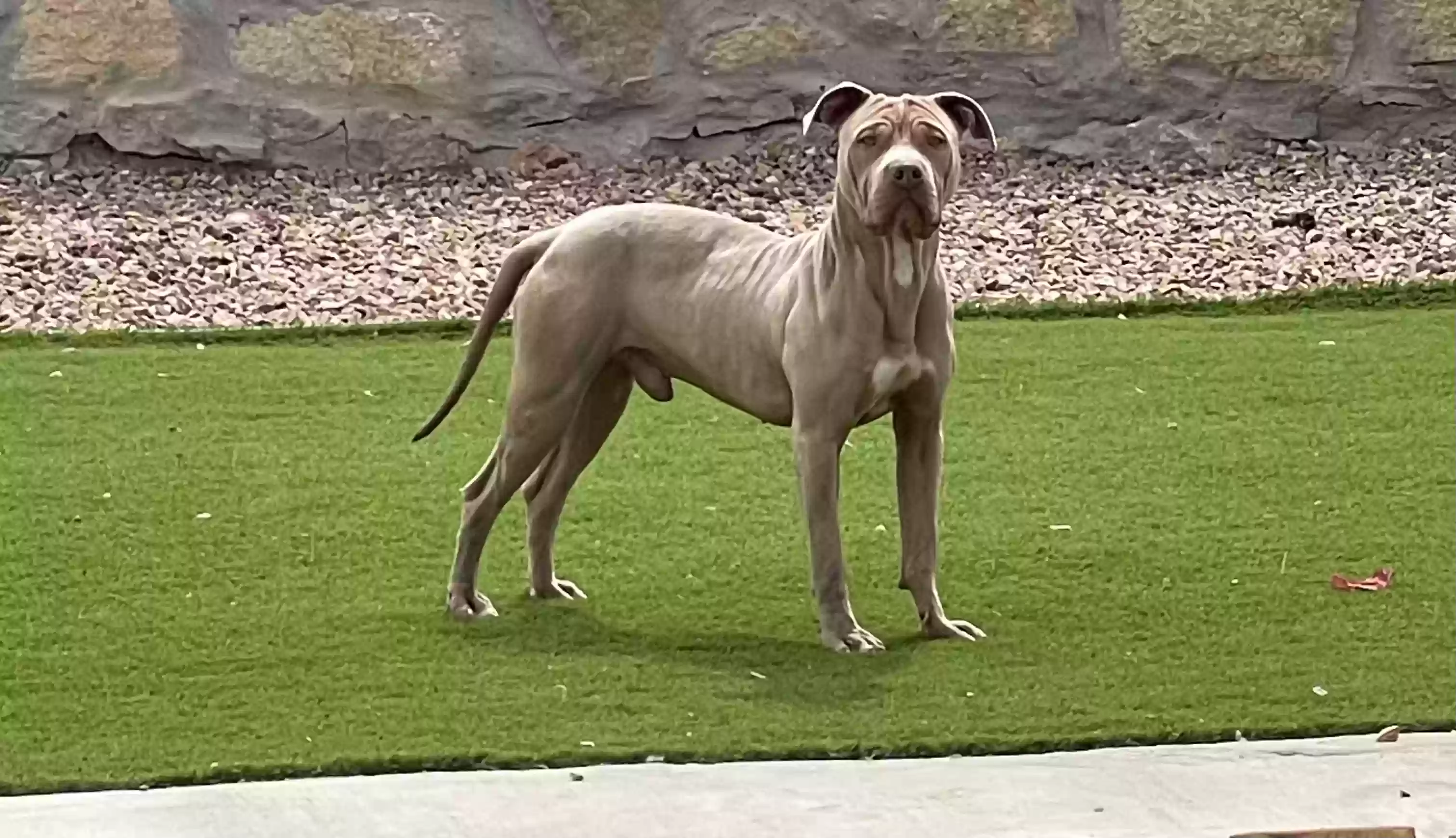adoptable Dog in El Paso,TX named PJ