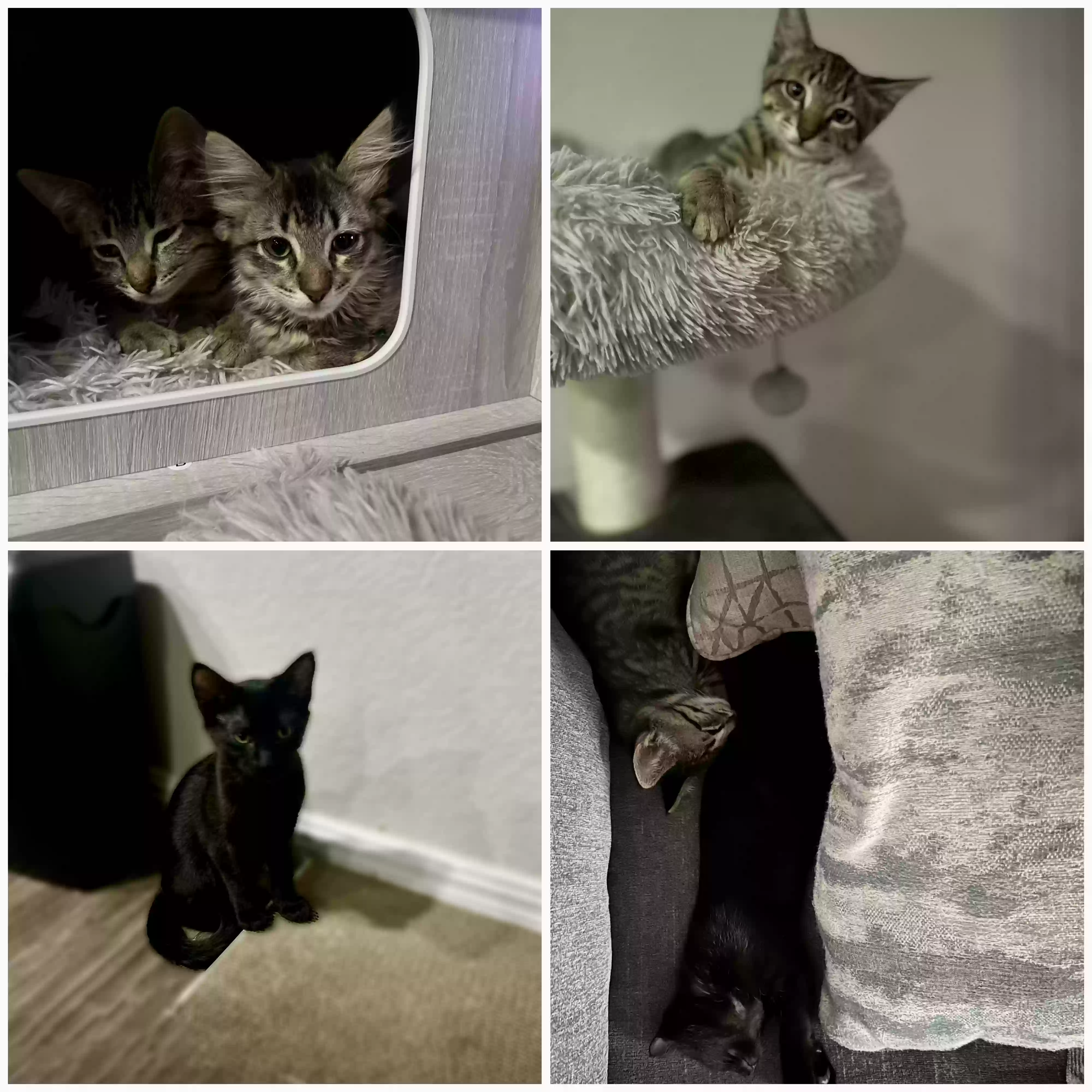 adoptable Cat in Buda,TX named 2 female 2 male