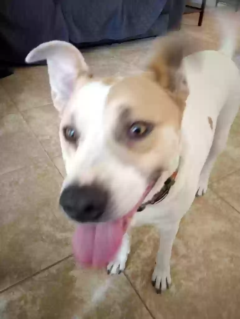 adoptable Dog in Victorville,CA named