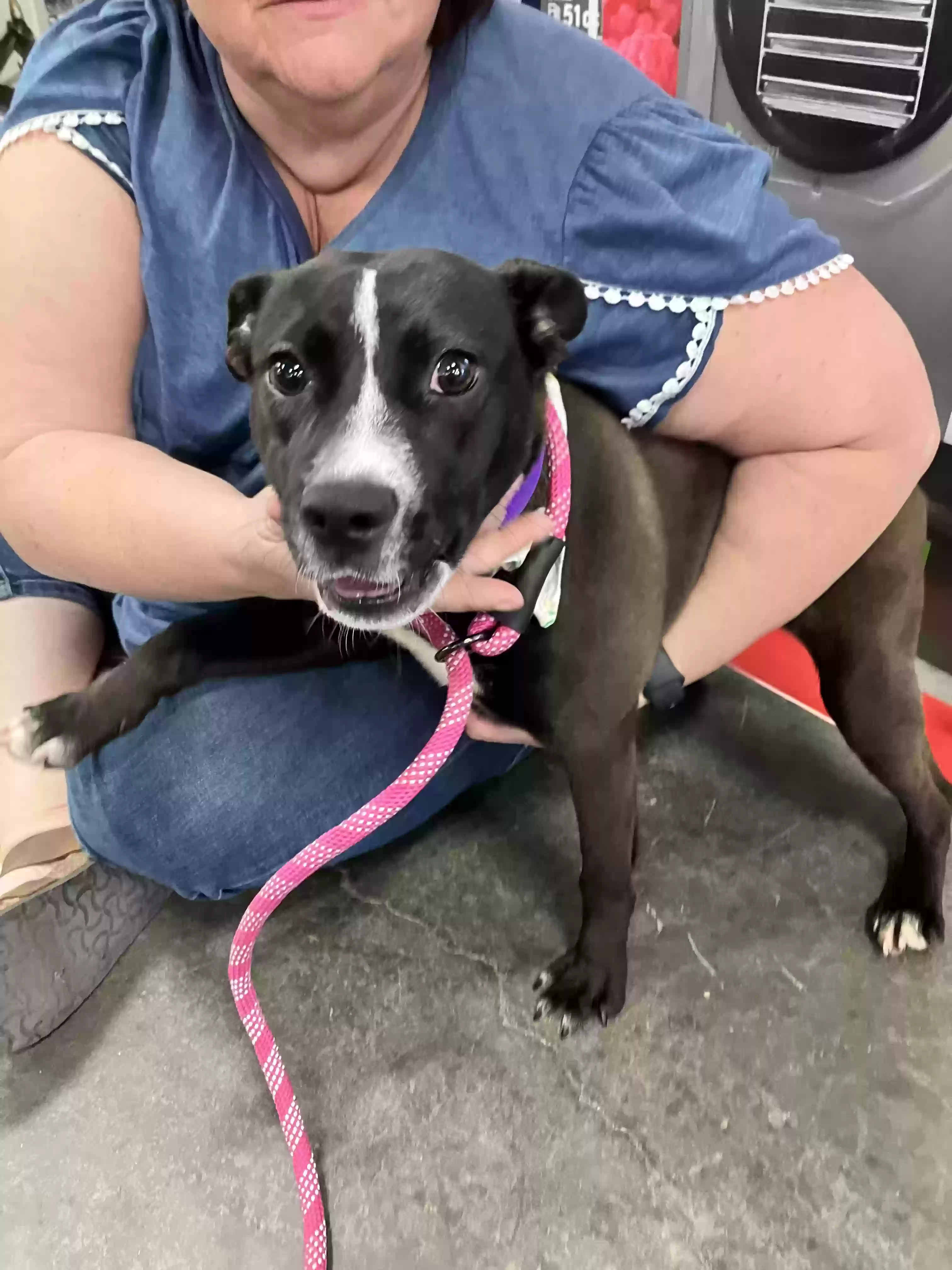 adoptable Dog in Robstown,TX named Bella