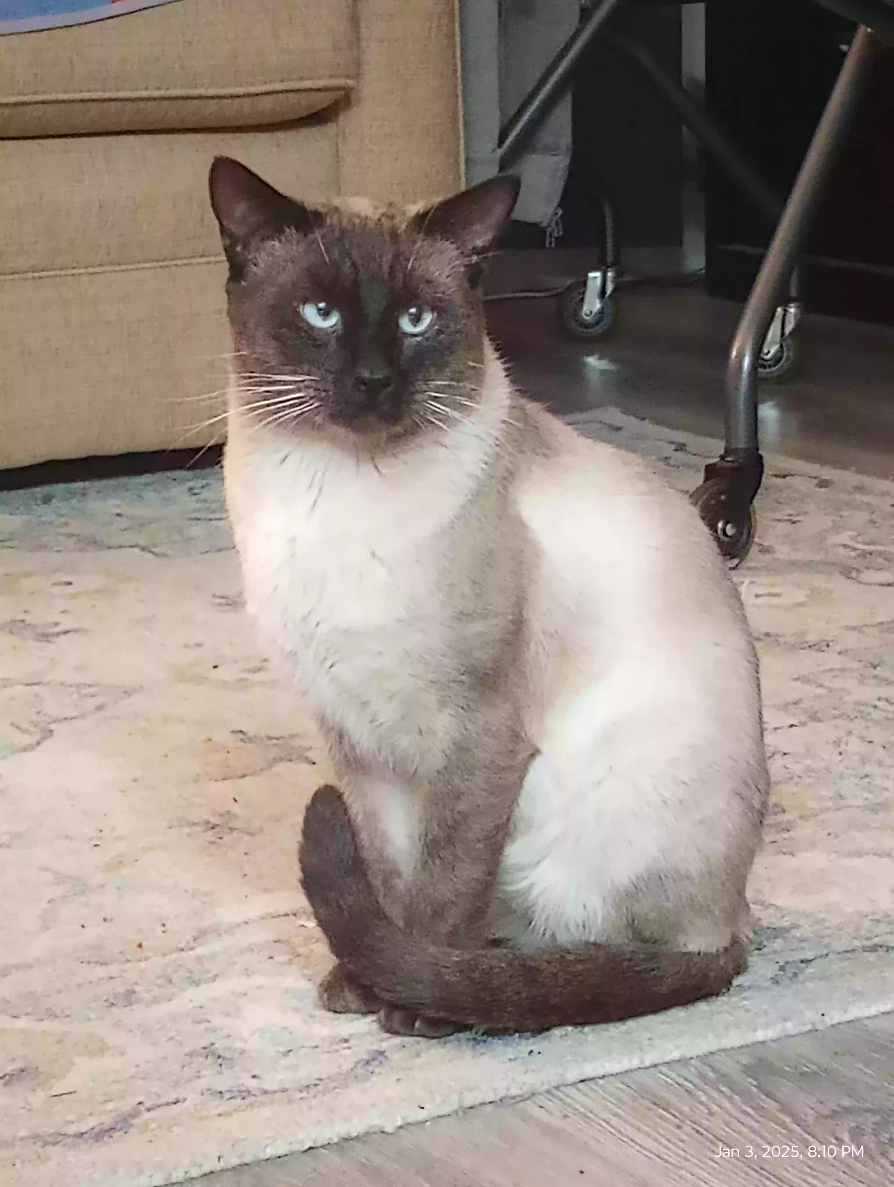 adoptable Cat in Fullerton,CA named Jack