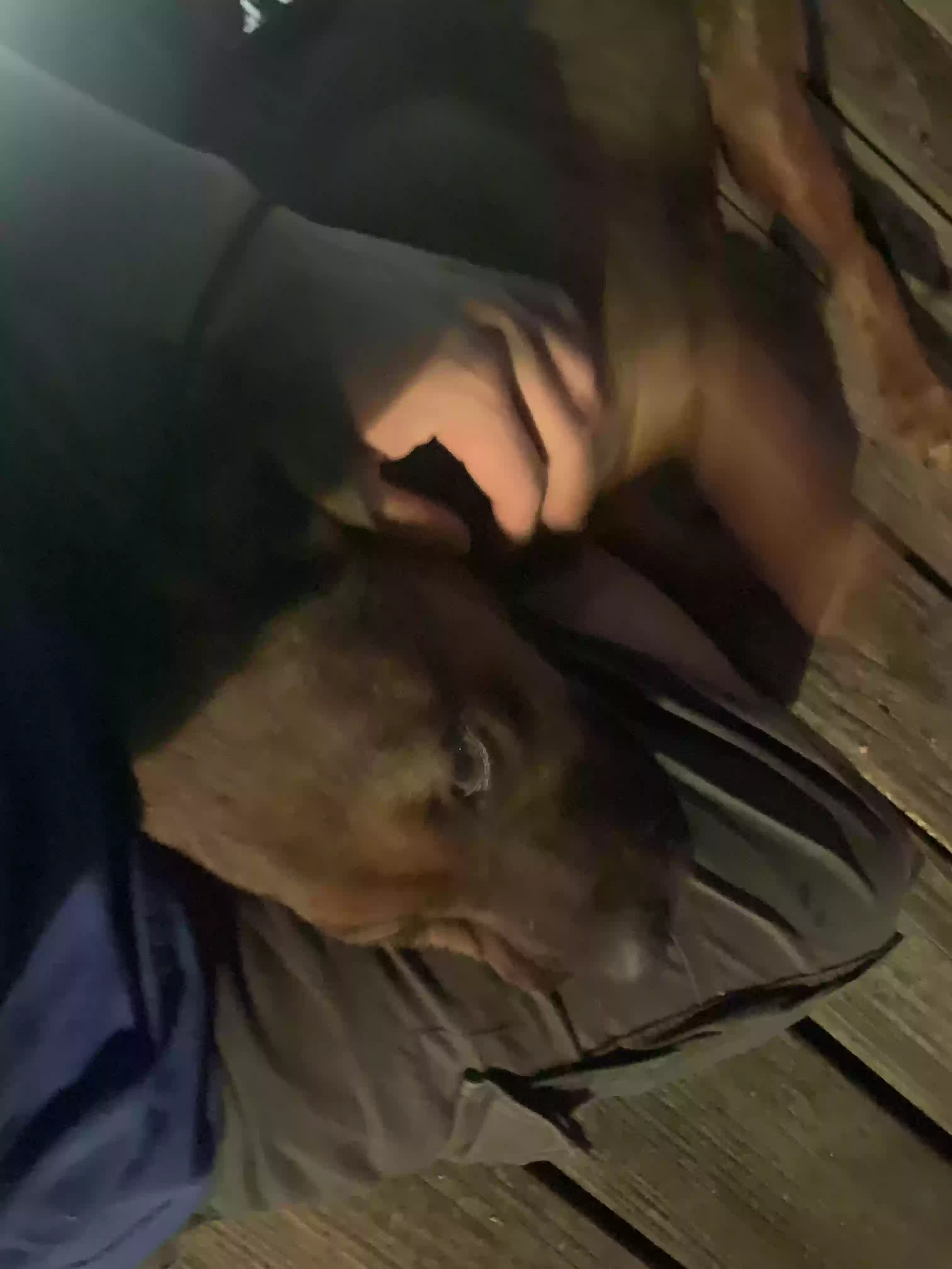 adoptable Dog in Houston,TX named Bebe