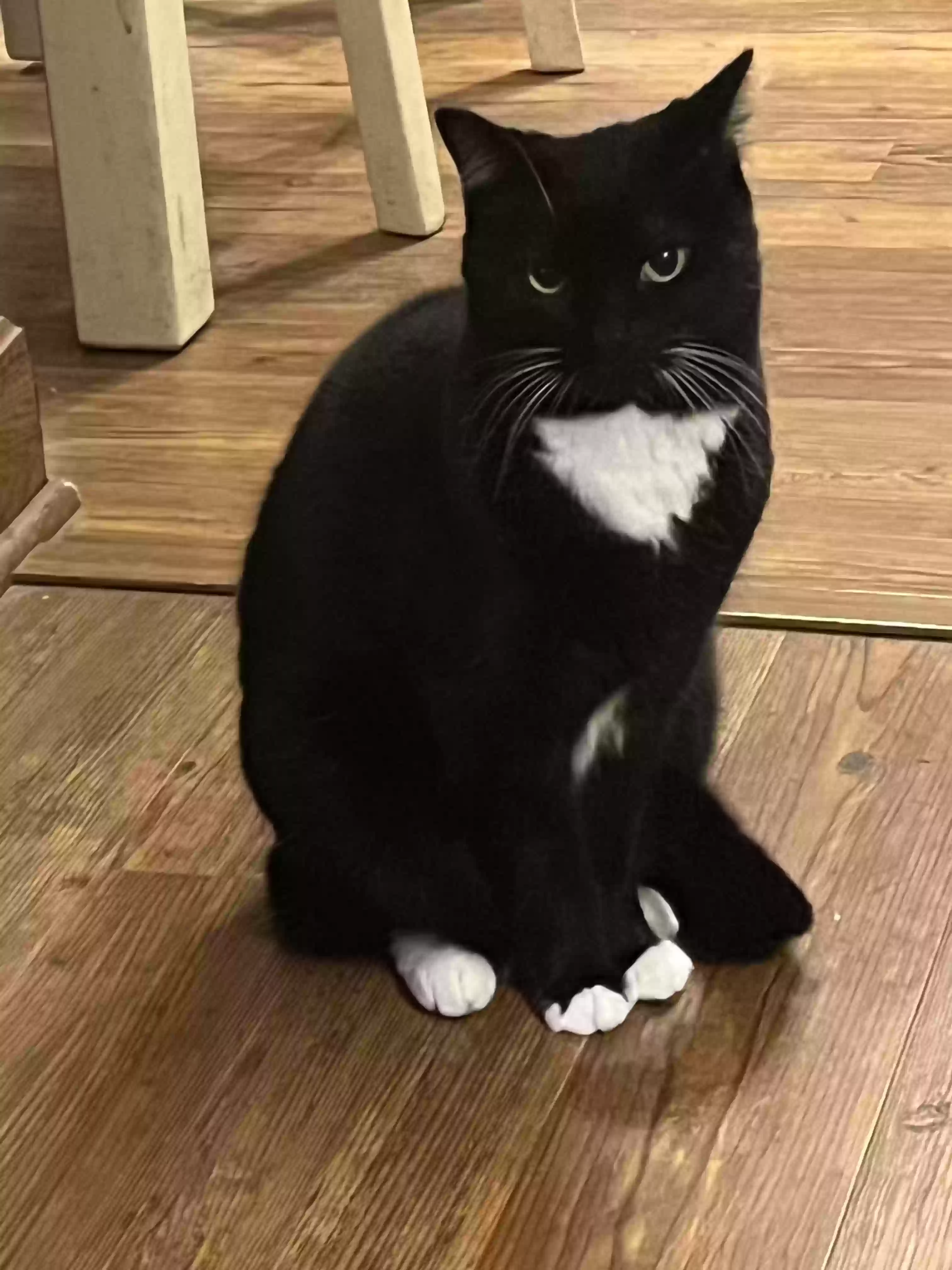 adoptable Cat in Waynesburg,OH named Katarina