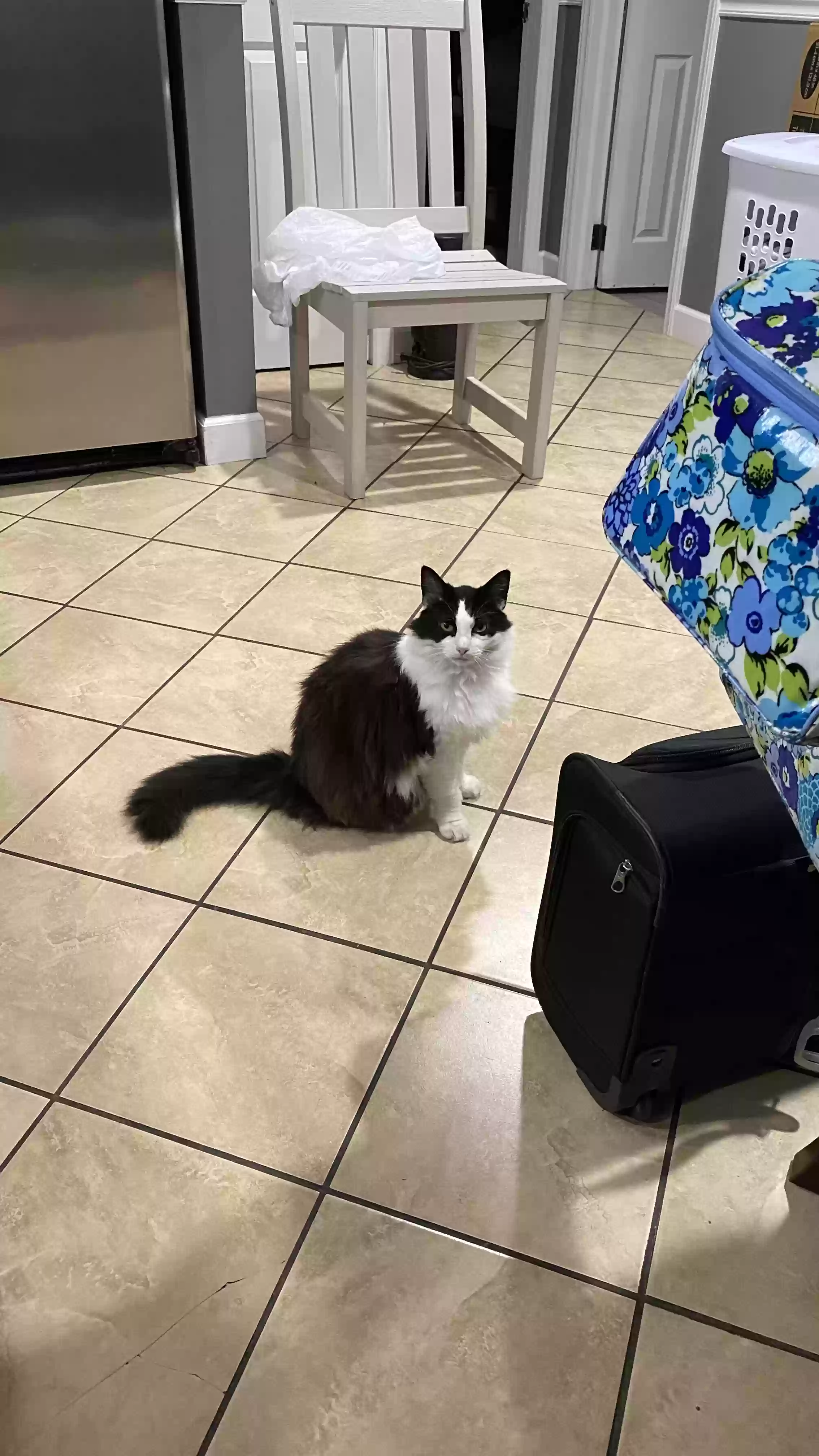 adoptable Cat in Smithfield,NC named Foxy