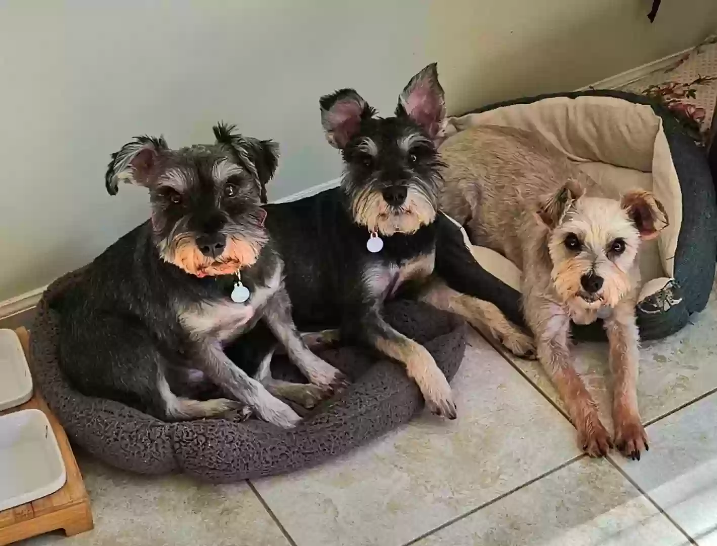 adoptable Dog in Holt,MI named Minnie, Max and Percy