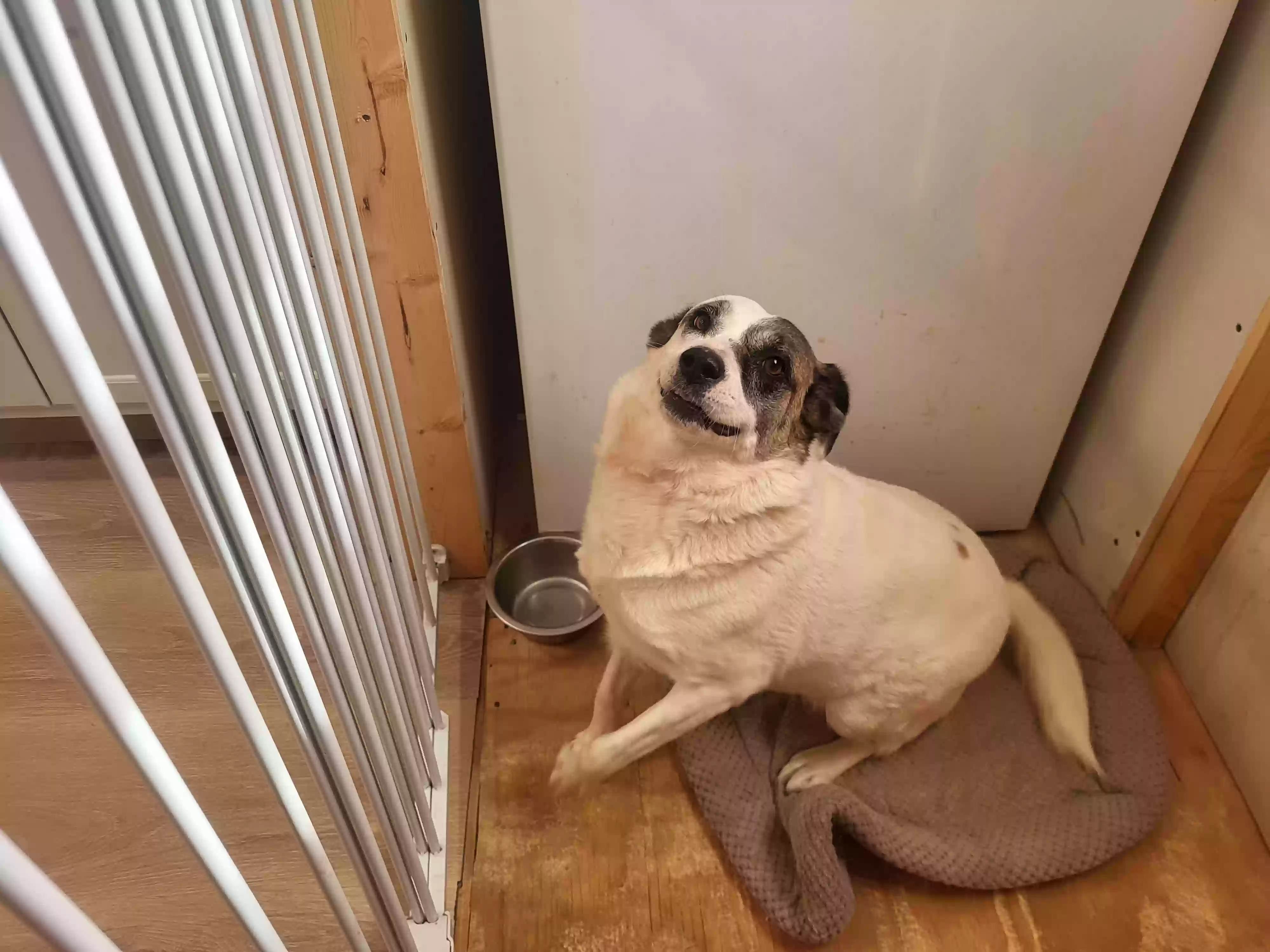 adoptable Dog in Winslow,AZ named Max & Mindy