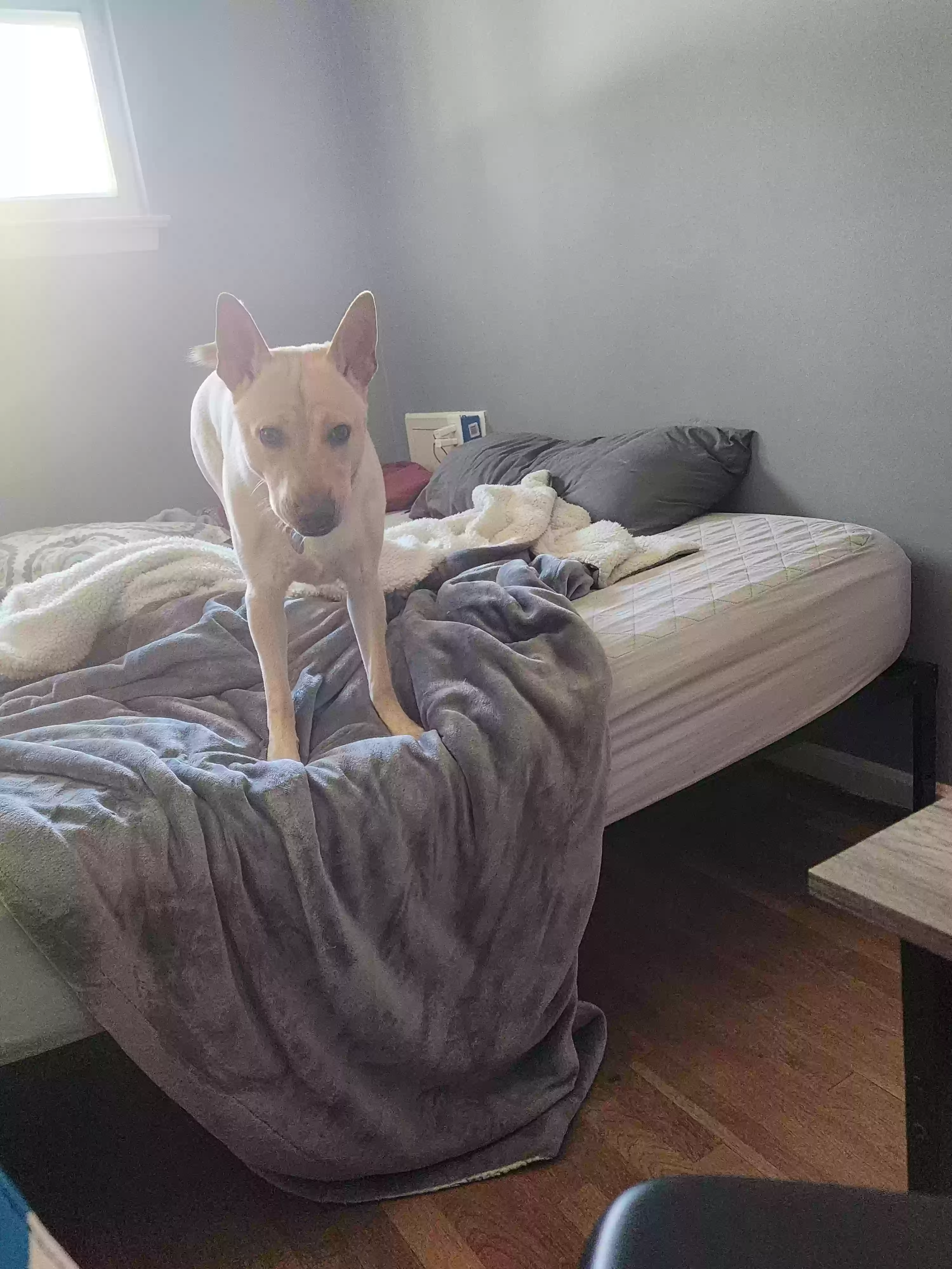 adoptable Dog in Falls Church,VA named Suki