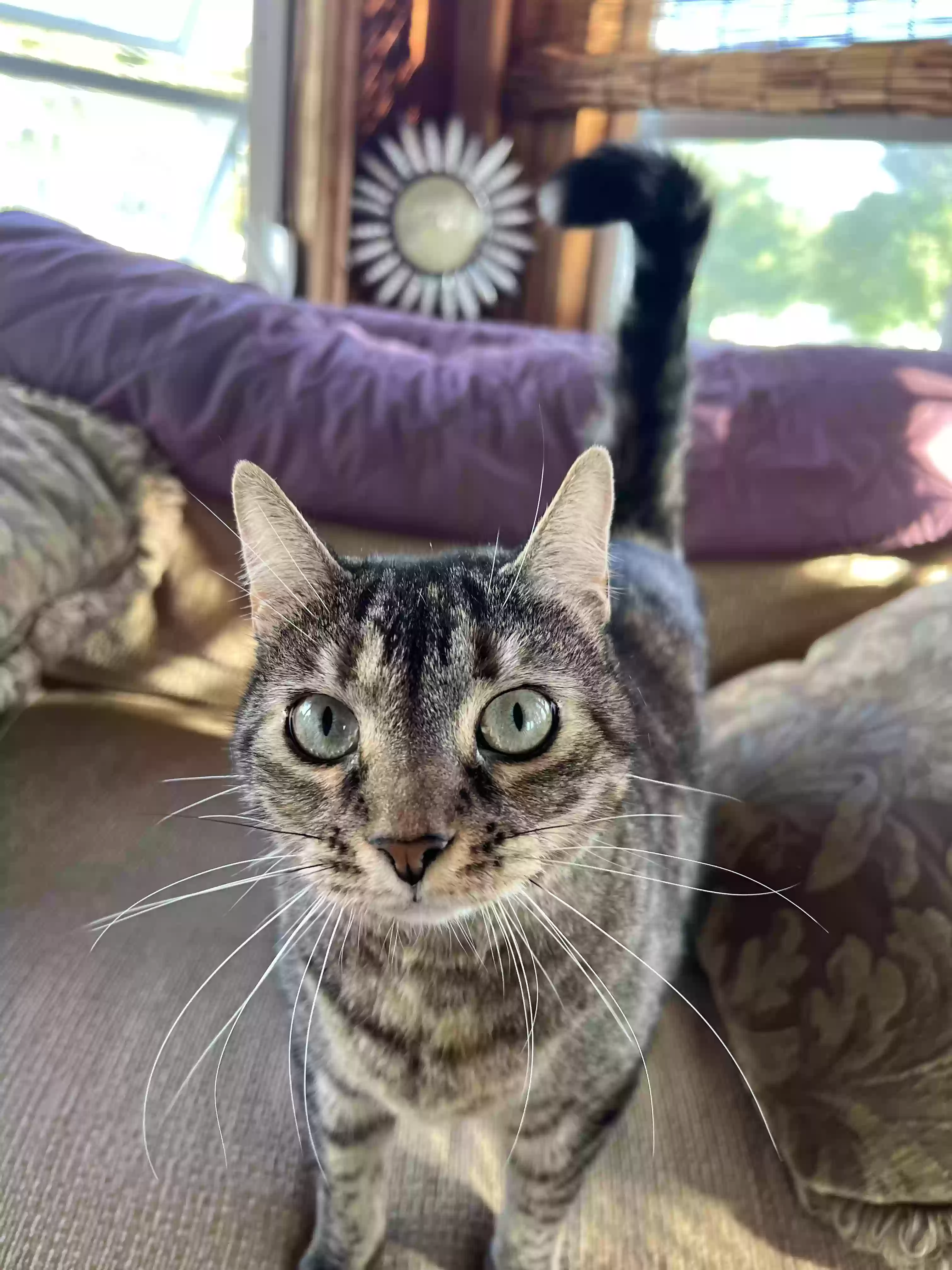 adoptable Cat in New Egypt,NJ named Ash