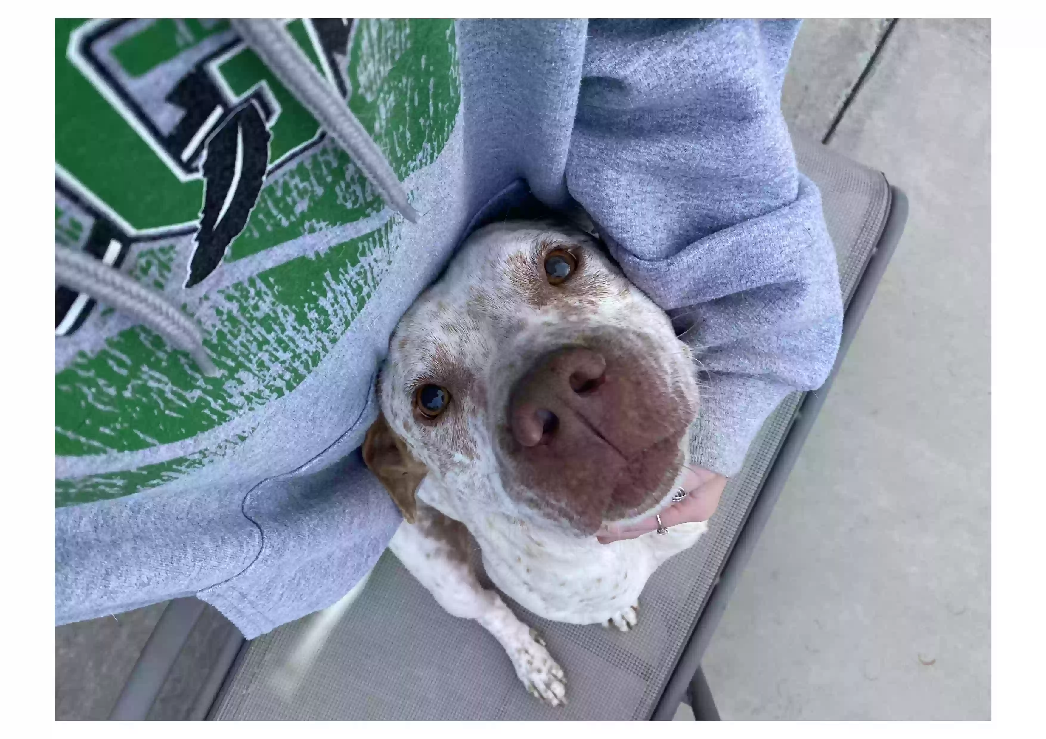 adoptable Dog in Knoxville,TN named Zeus