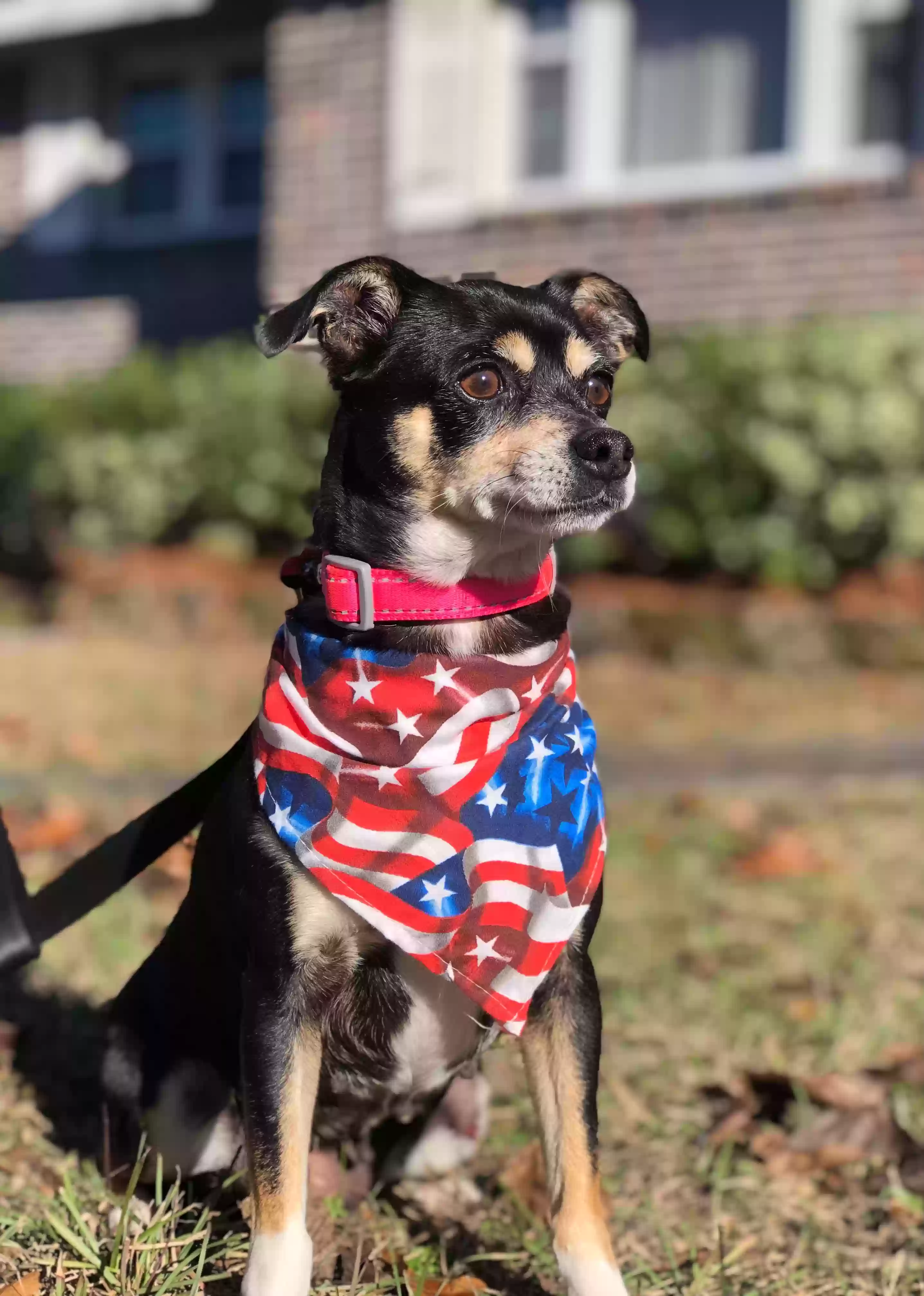 adoptable Dog in Appling,GA named Rosie