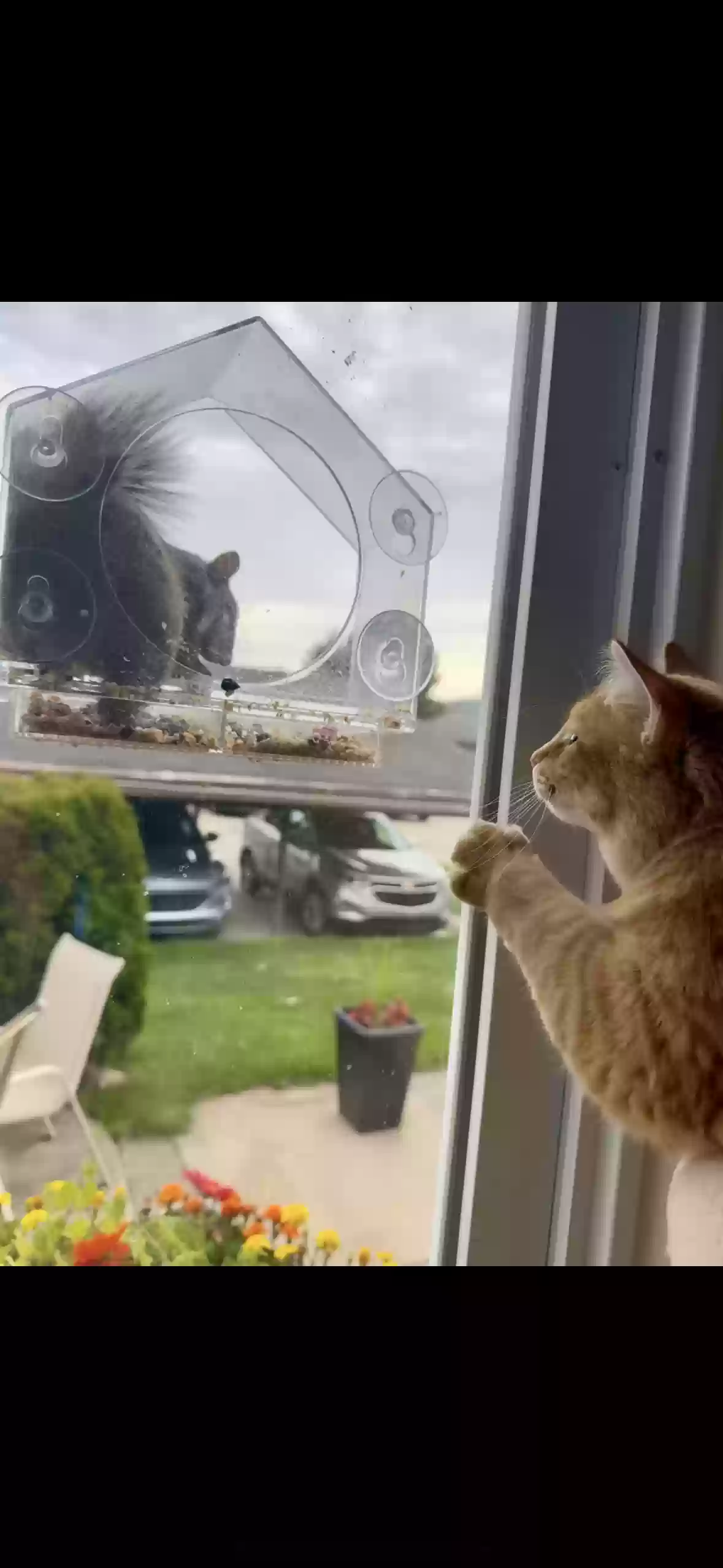 adoptable Cat in Westland,MI named Pumpkins π π§‘