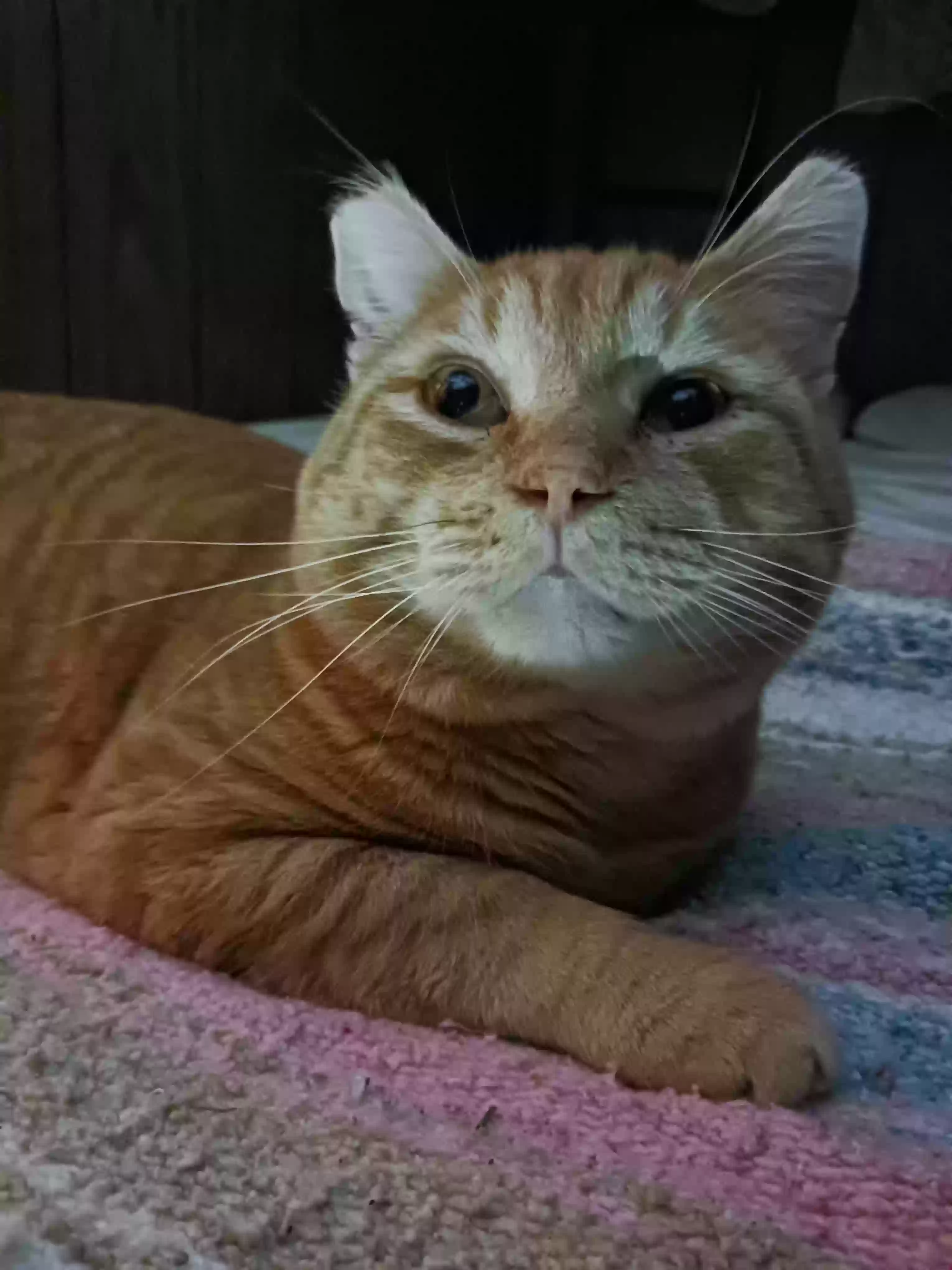 adoptable Cat in Lower Lake,CA named Mario