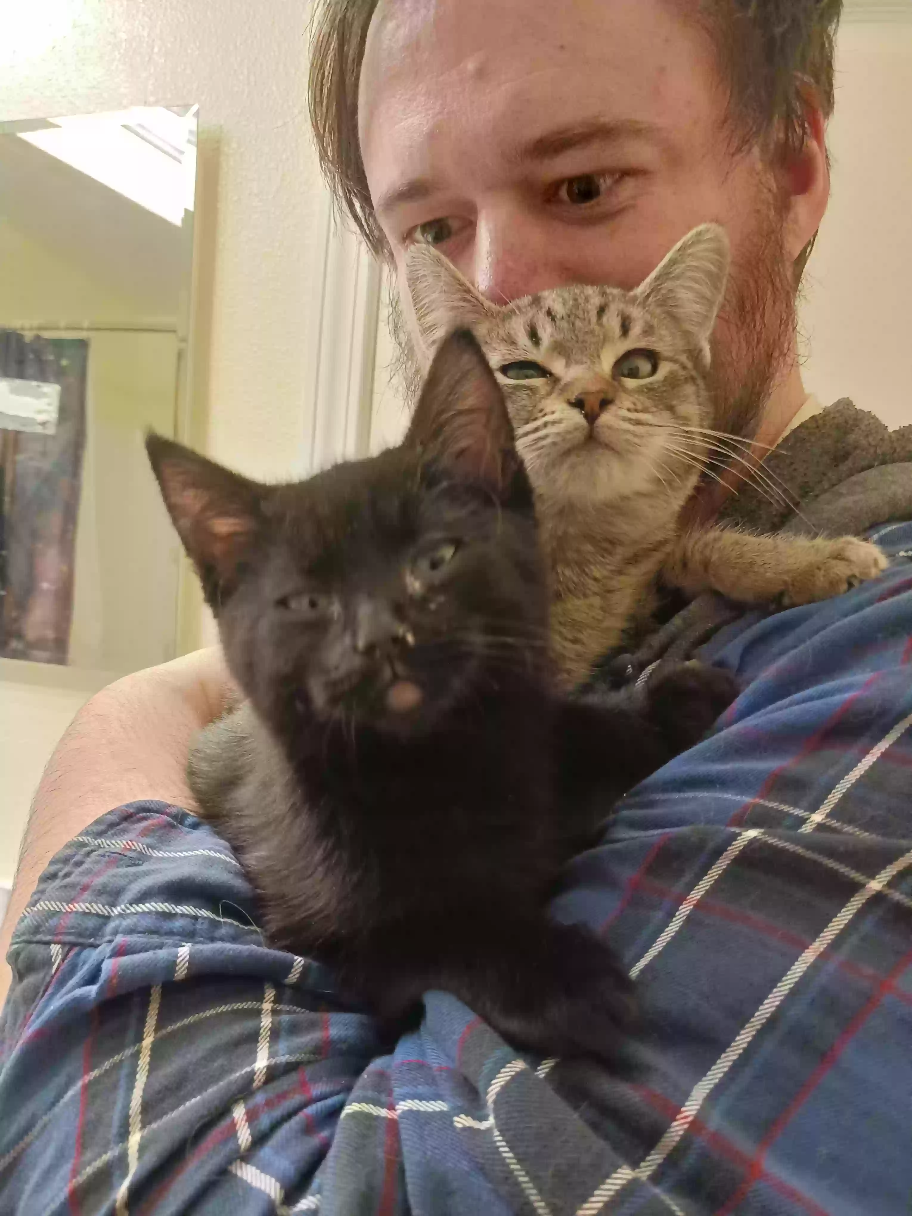 adoptable Cat in Lower Lake,CA named Salsa
