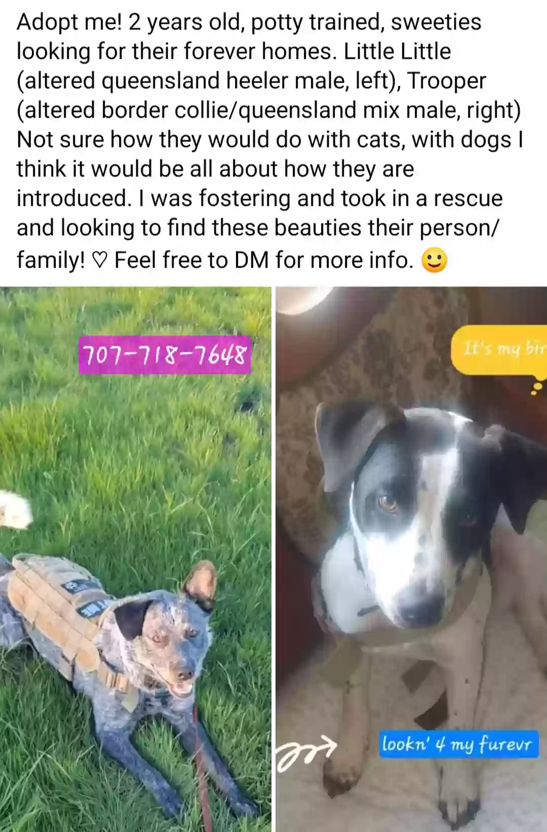 adoptable Dog in Vacaville,CA named Trooper & Little Little