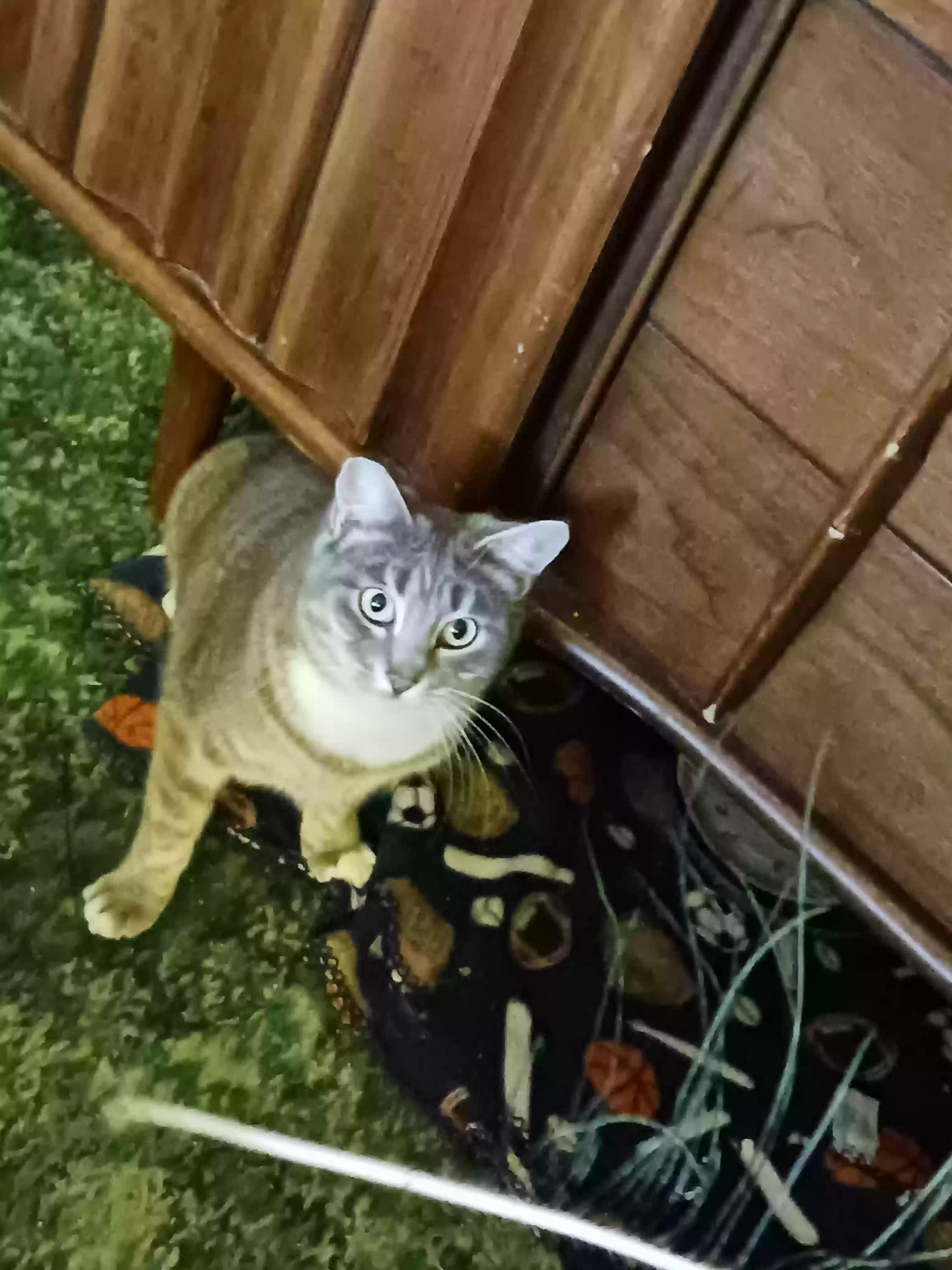 adoptable Cat in Lower Lake,CA named Tessie