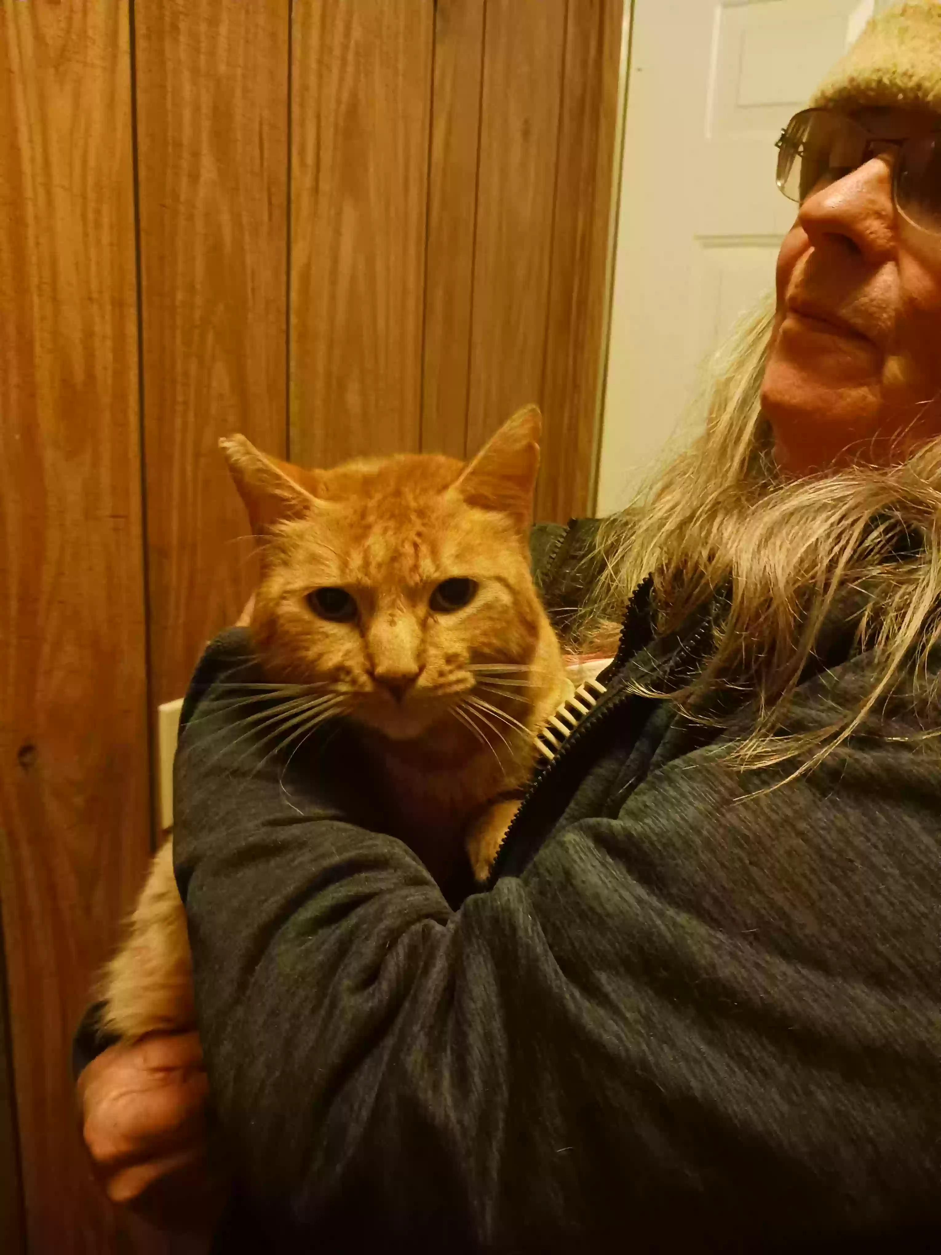 adoptable Cat in Lower Lake,CA named Goldie