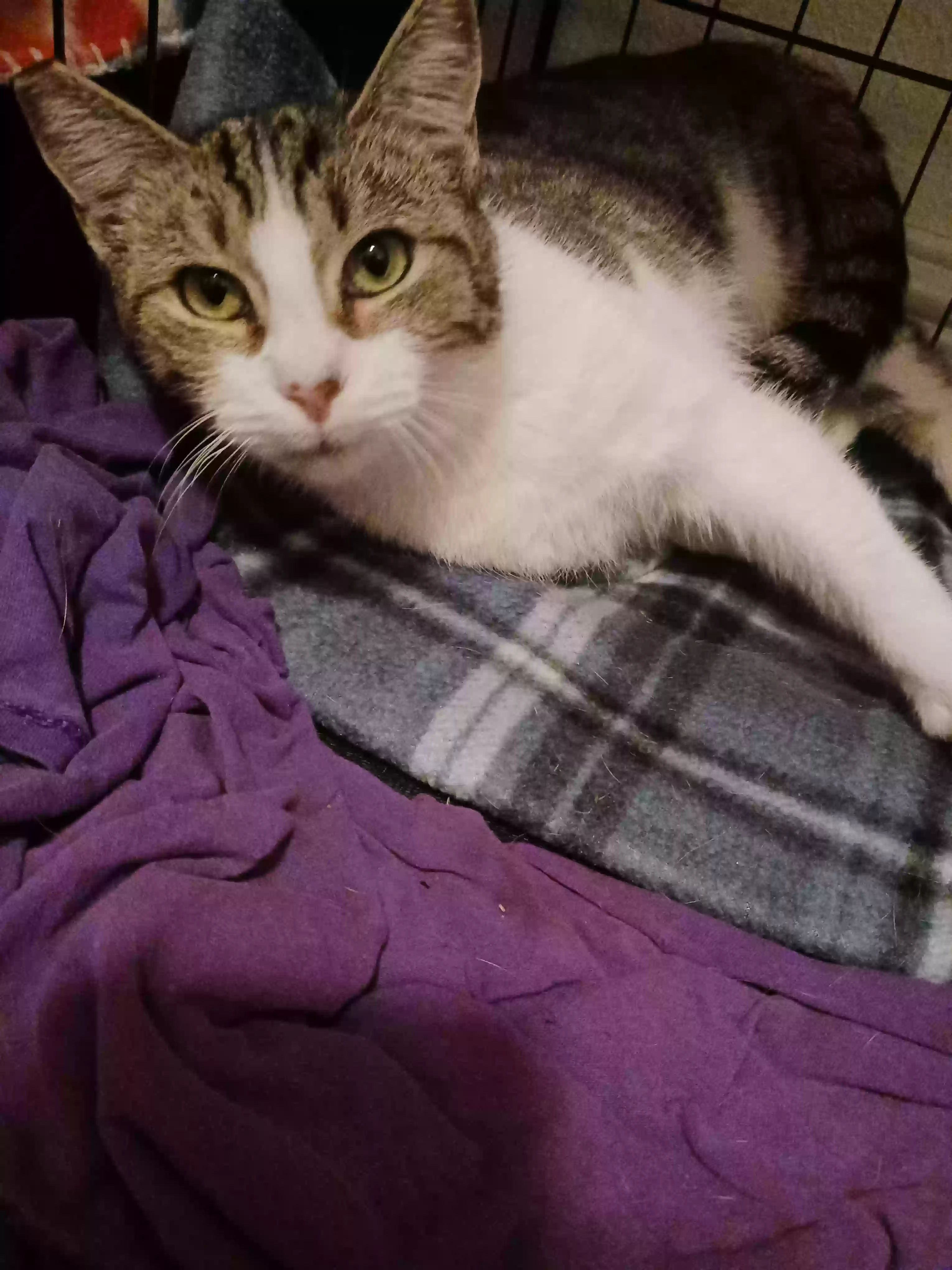 adoptable Cat in Lower Lake,CA named Harriet