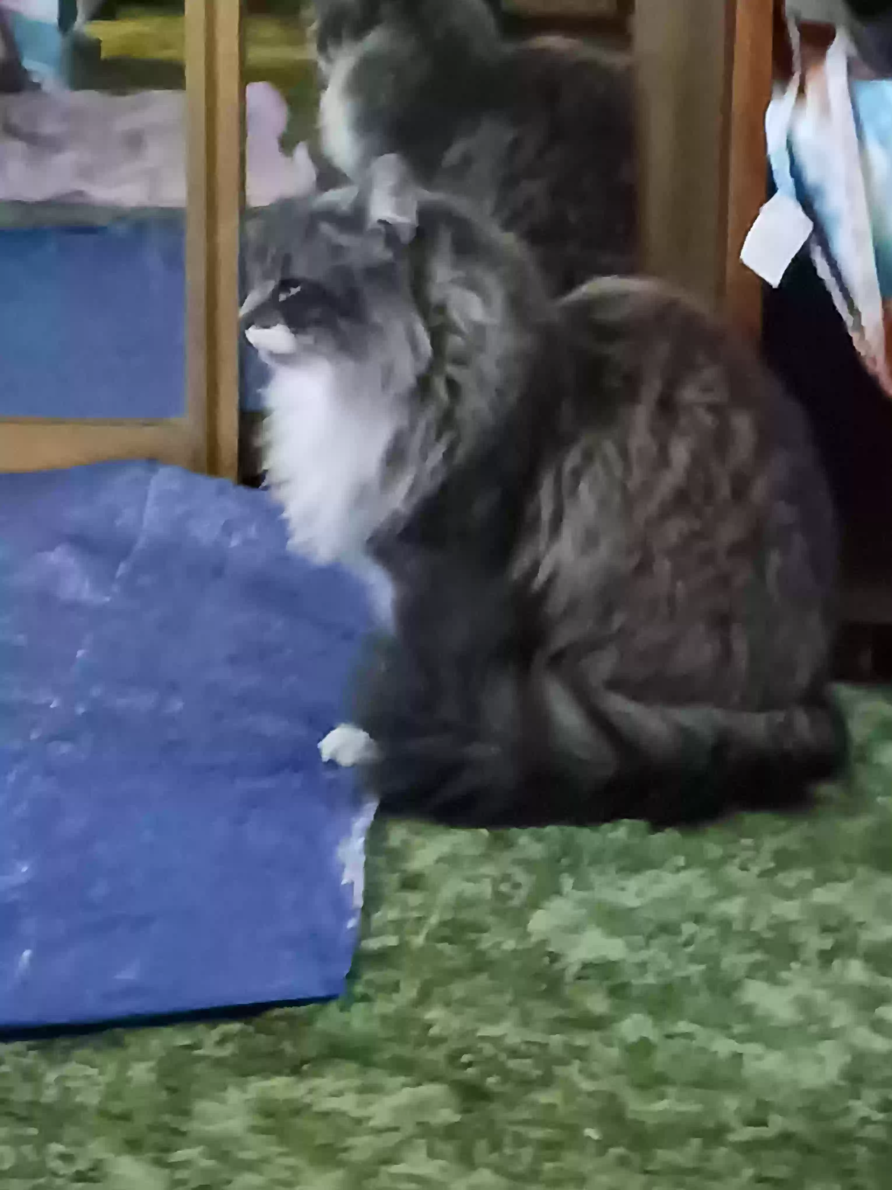adoptable Cat in Lower Lake,CA named Dusty