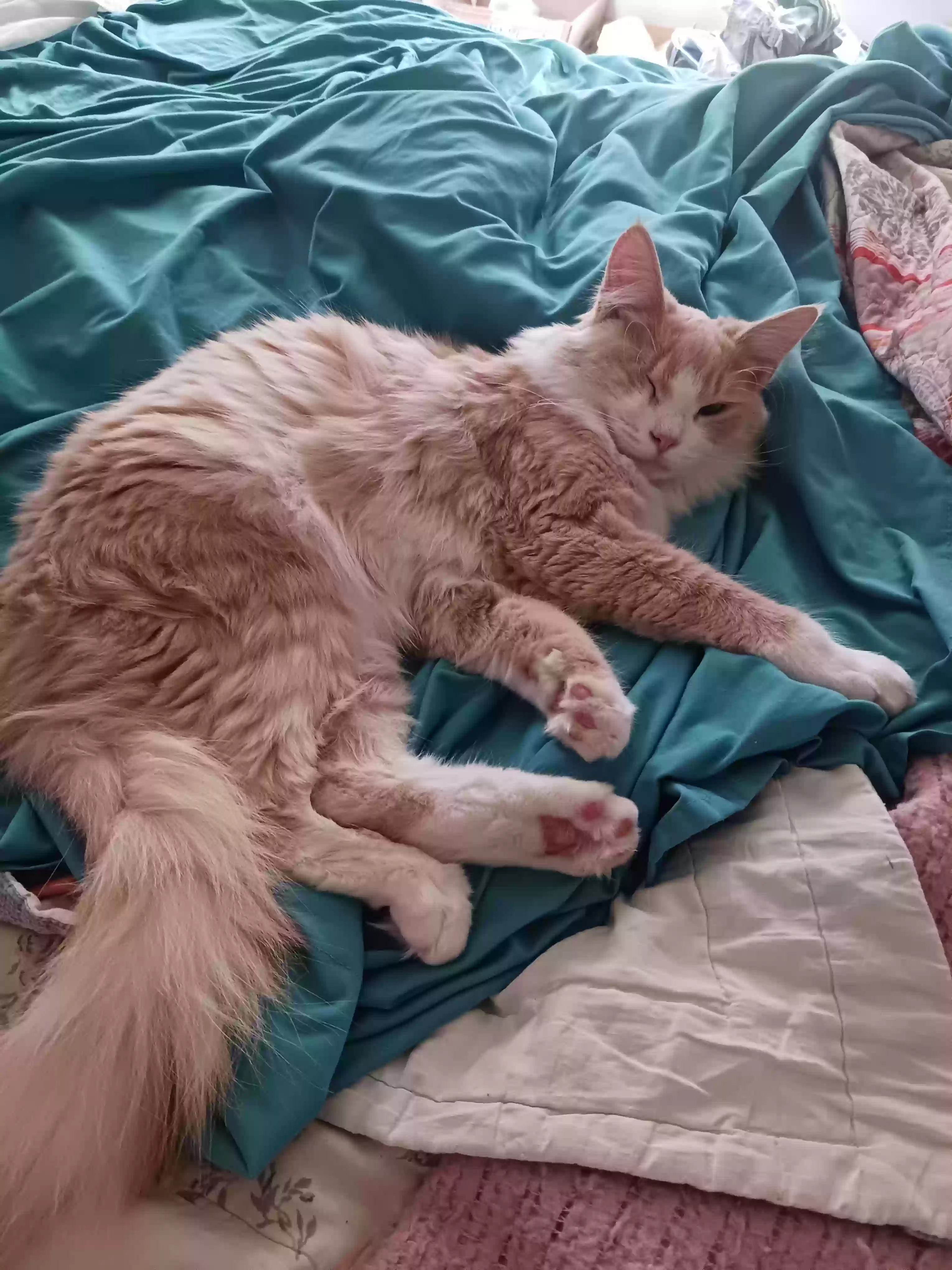 adoptable Cat in Lower Lake,CA named Ozzie