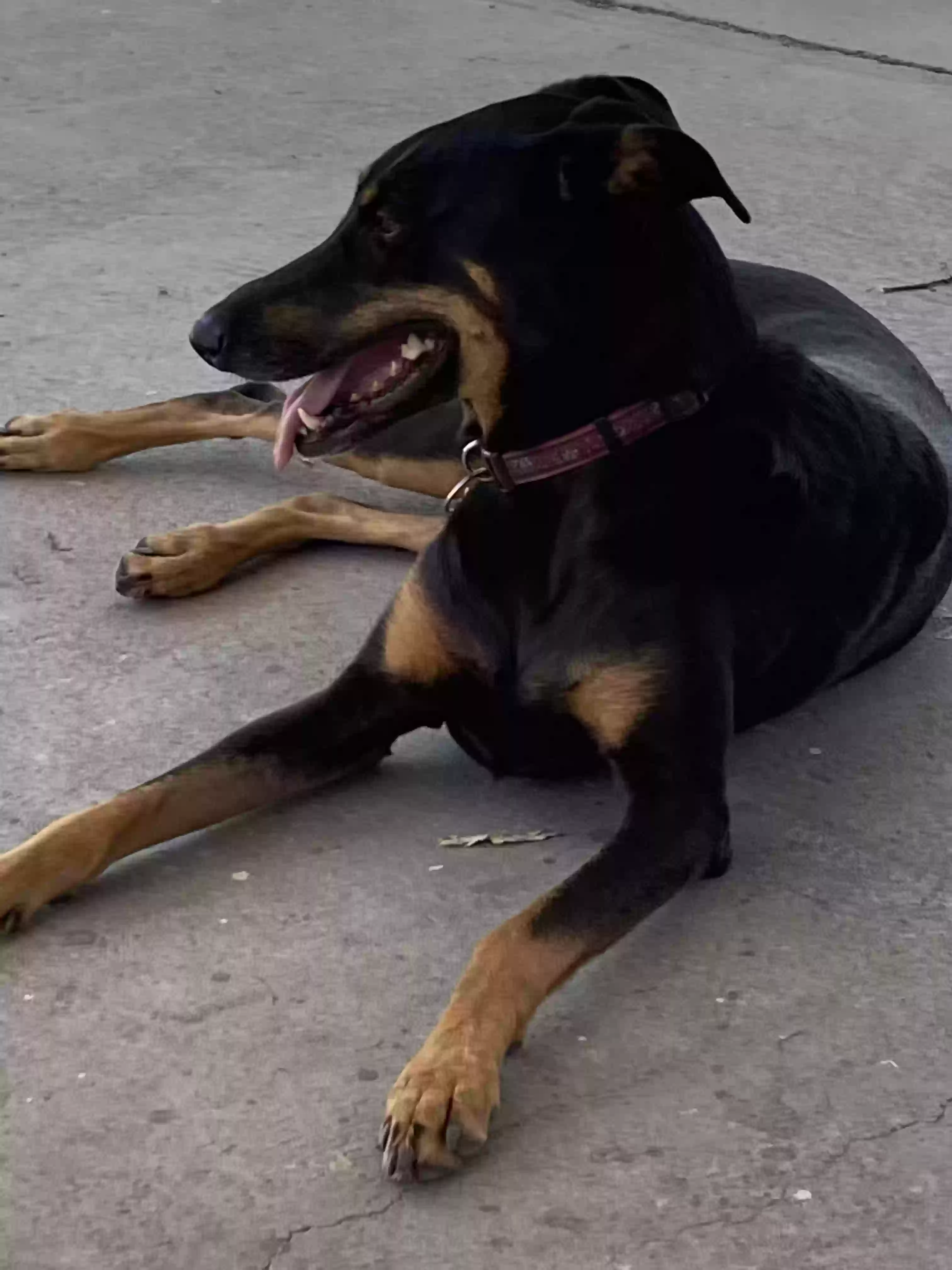 adoptable Dog in Modesto,CA named Raven