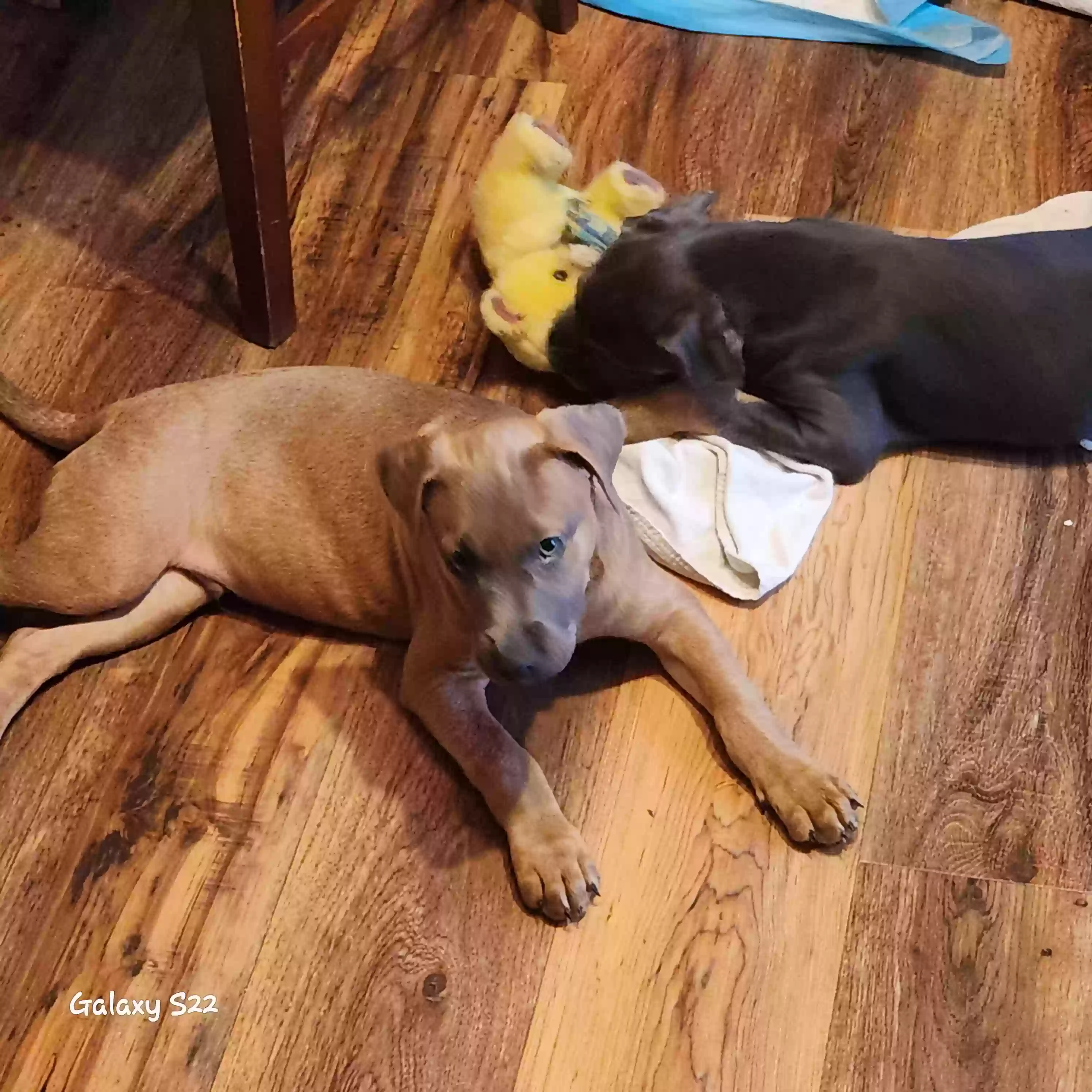 adoptable Dog in Greeneville,TN named Tank