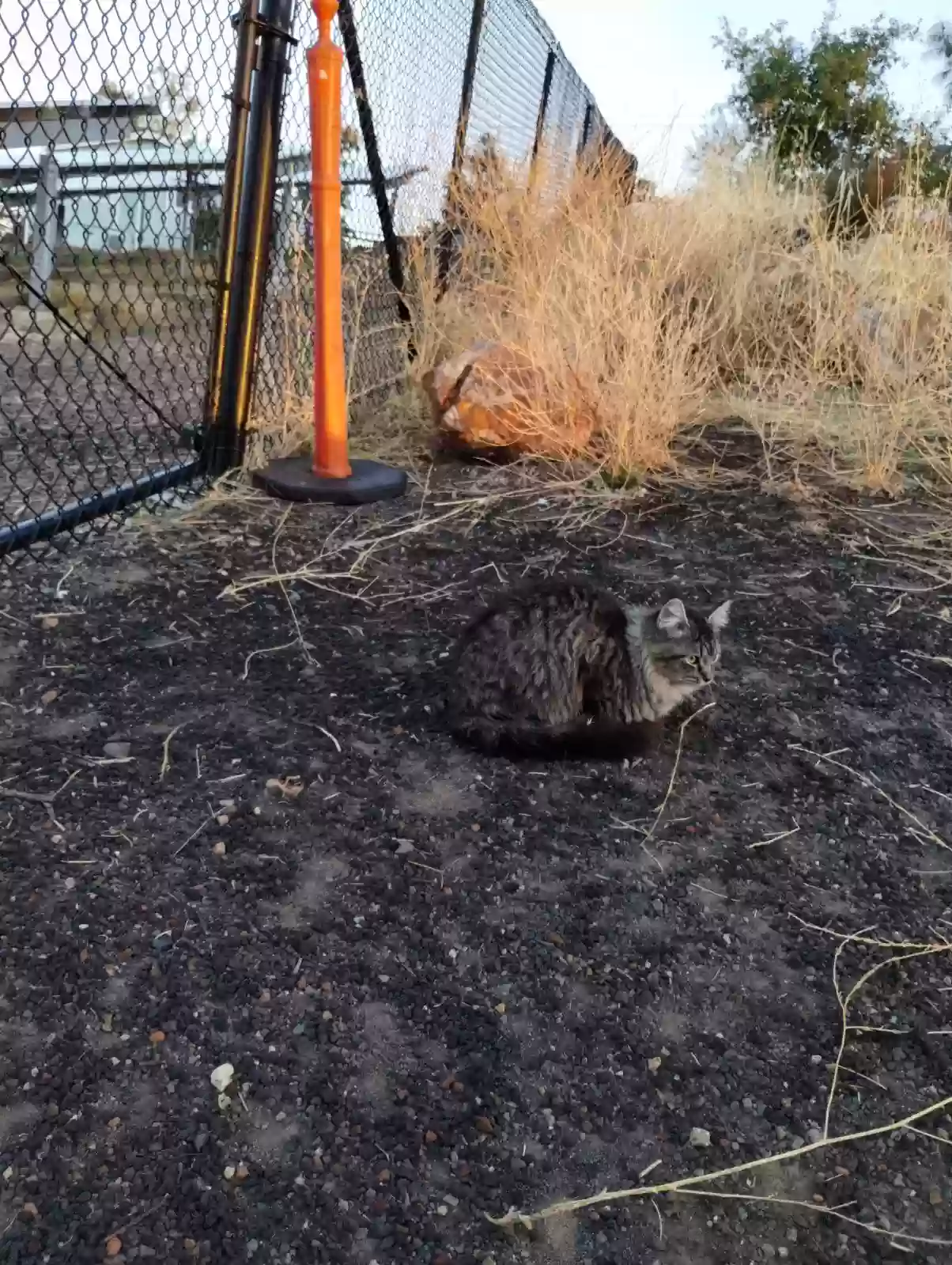 adoptable Cat in Lower Lake,CA named 