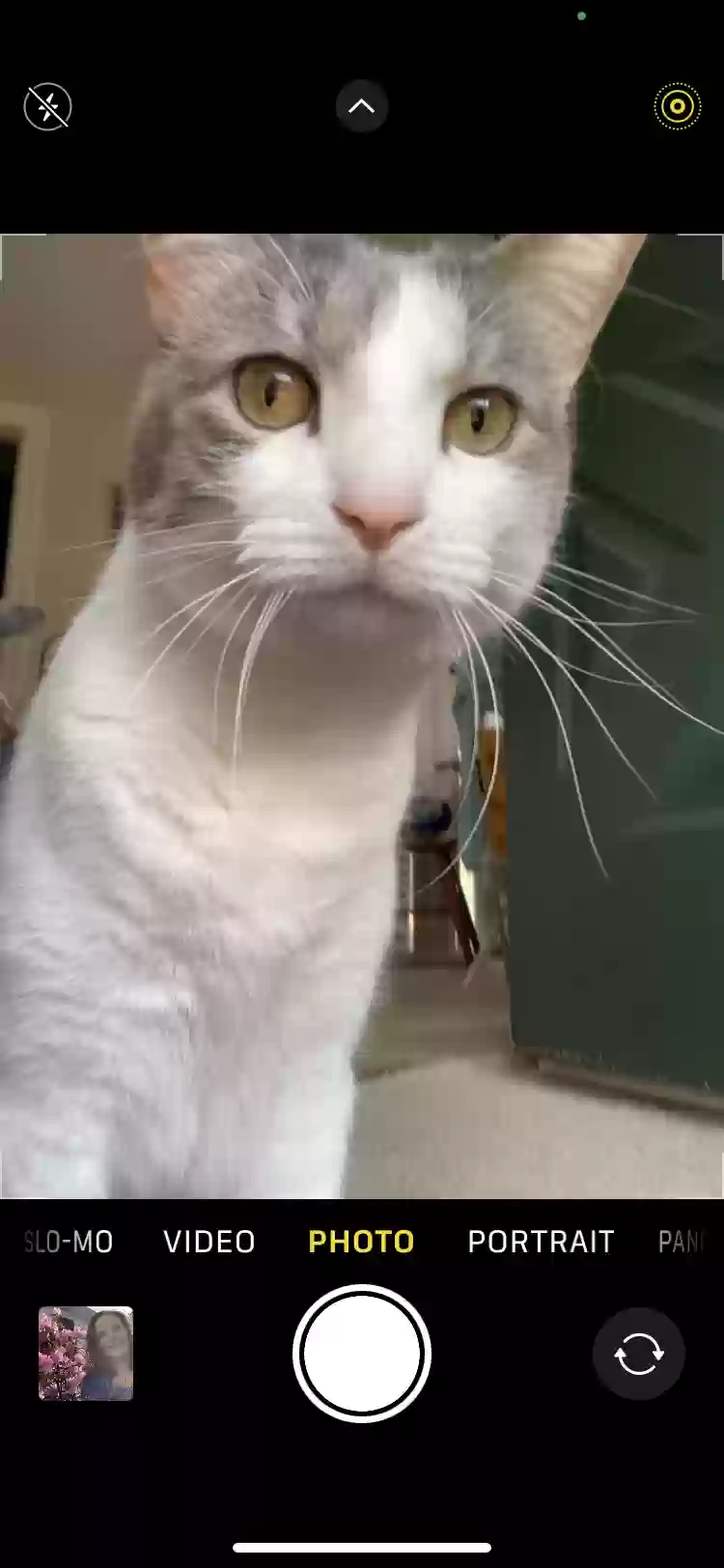 adoptable Cat in Rochester,MI named Zelda