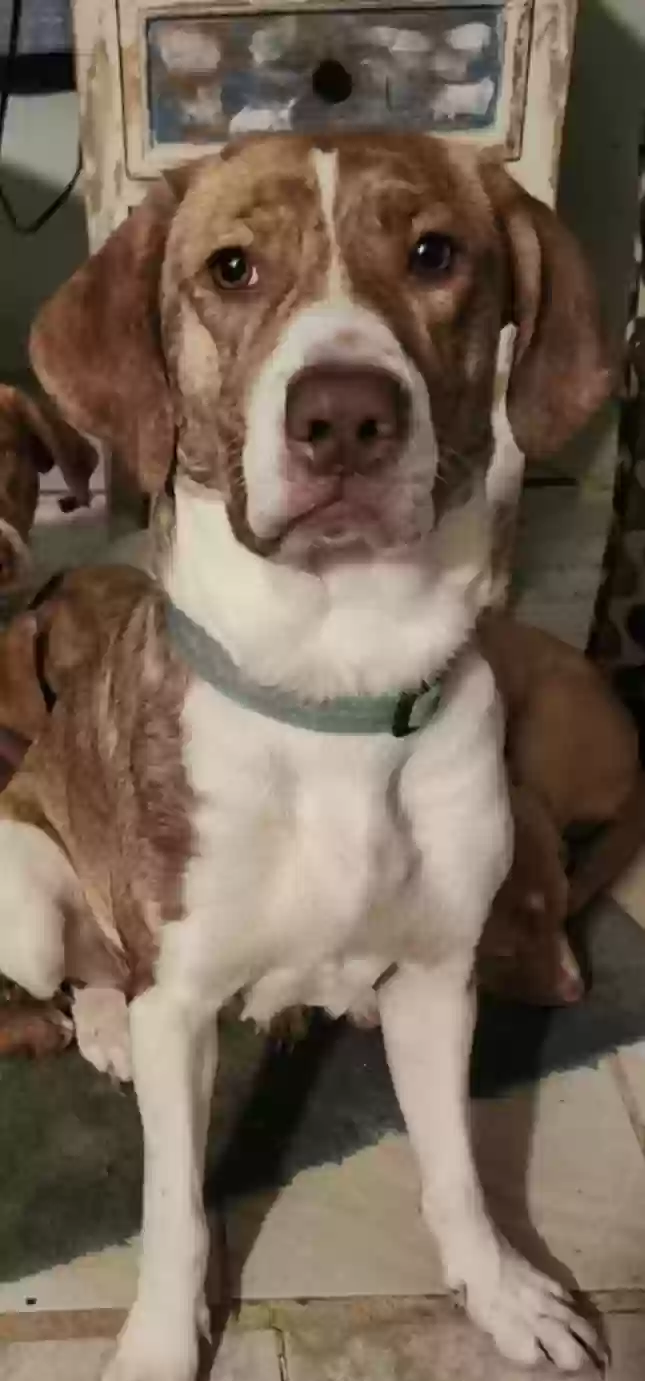 adoptable Dog in Milton,DE named Butter