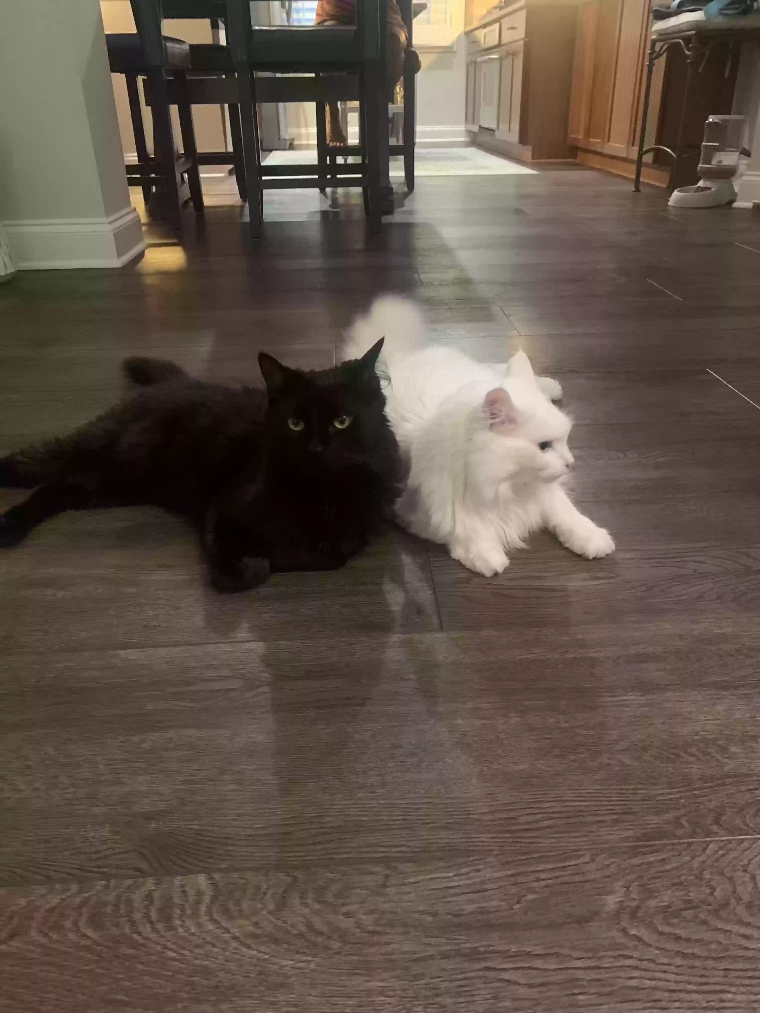 adoptable Cat in Alpharetta,GA named Kitty