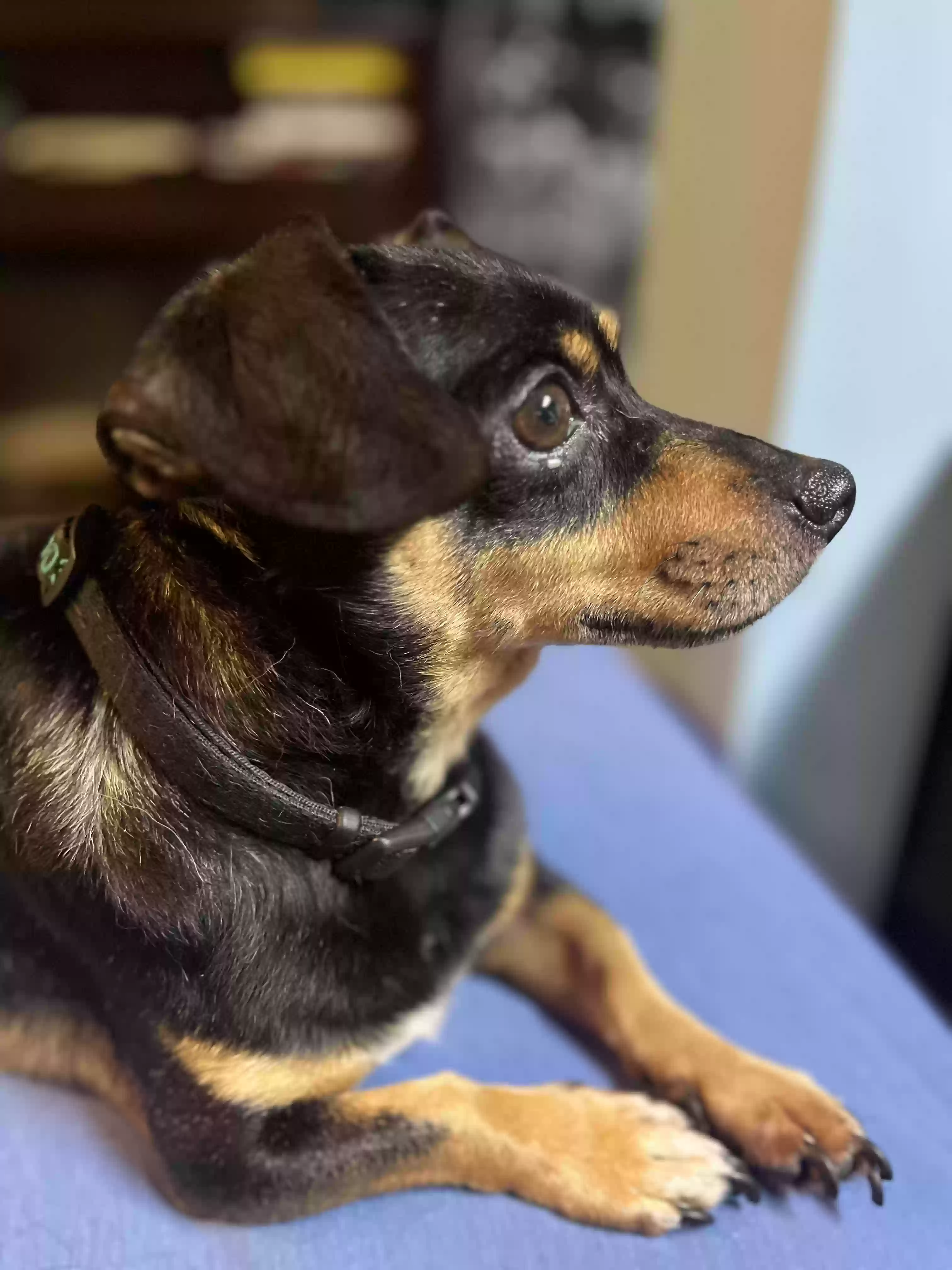 adoptable Dog in Astoria,NY named Alex
