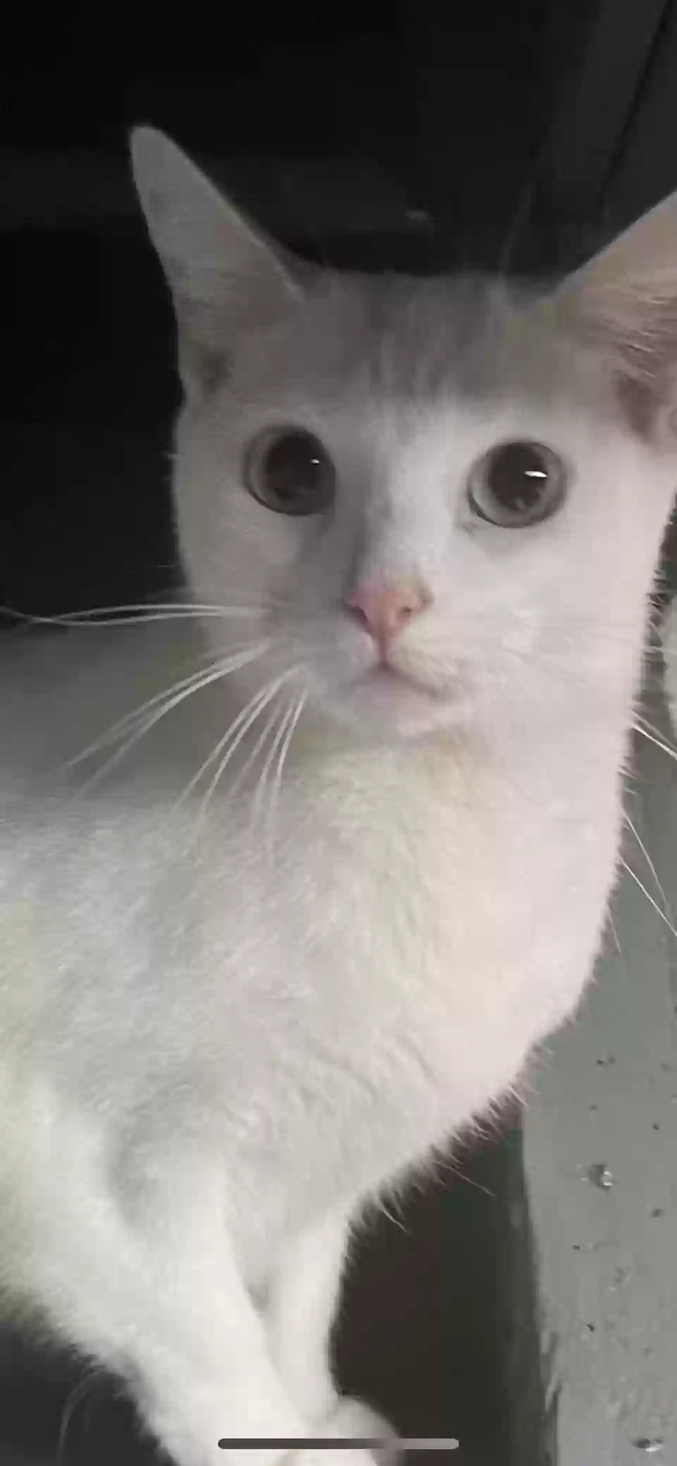 adoptable Cat in Astoria,NY named Matilda